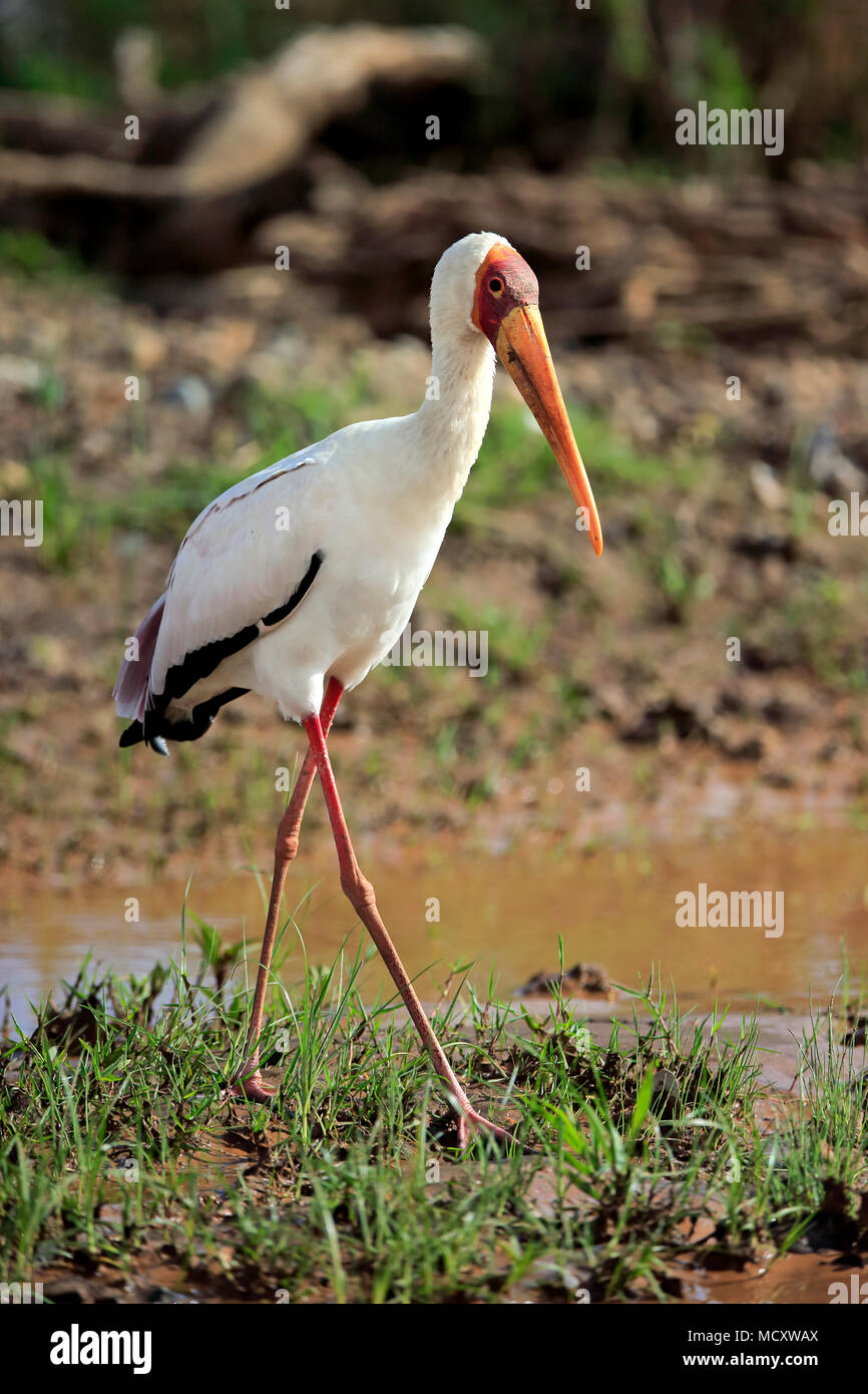 Yellow-billed stork (Mycteria ibis), adult, strides on the water, Kruger National Park, South Africa Stock Photo