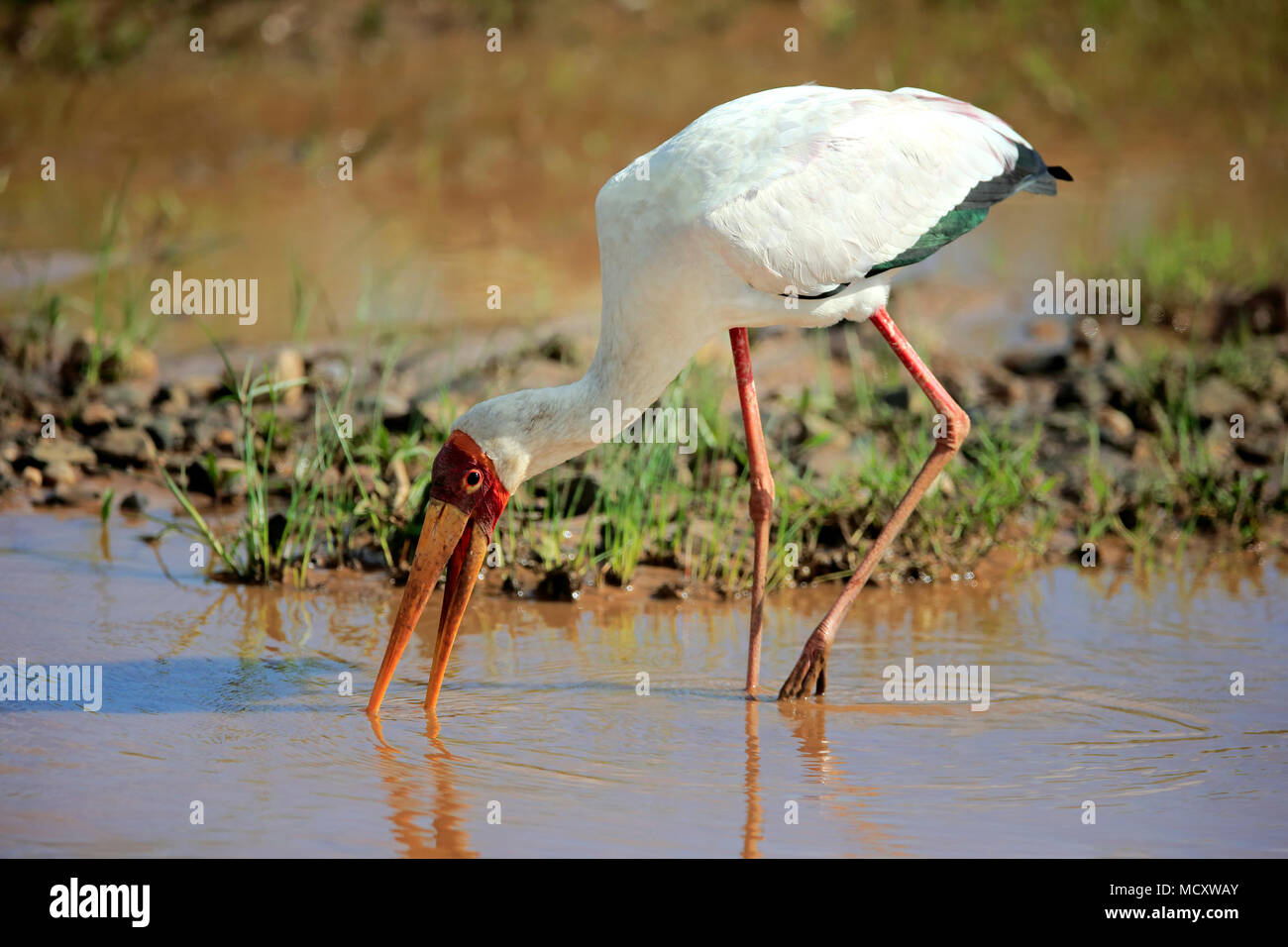 Yellow-billed stork (Mycteria ibis), adult, on the water foraging, Kruger National Park, South Africa Stock Photo