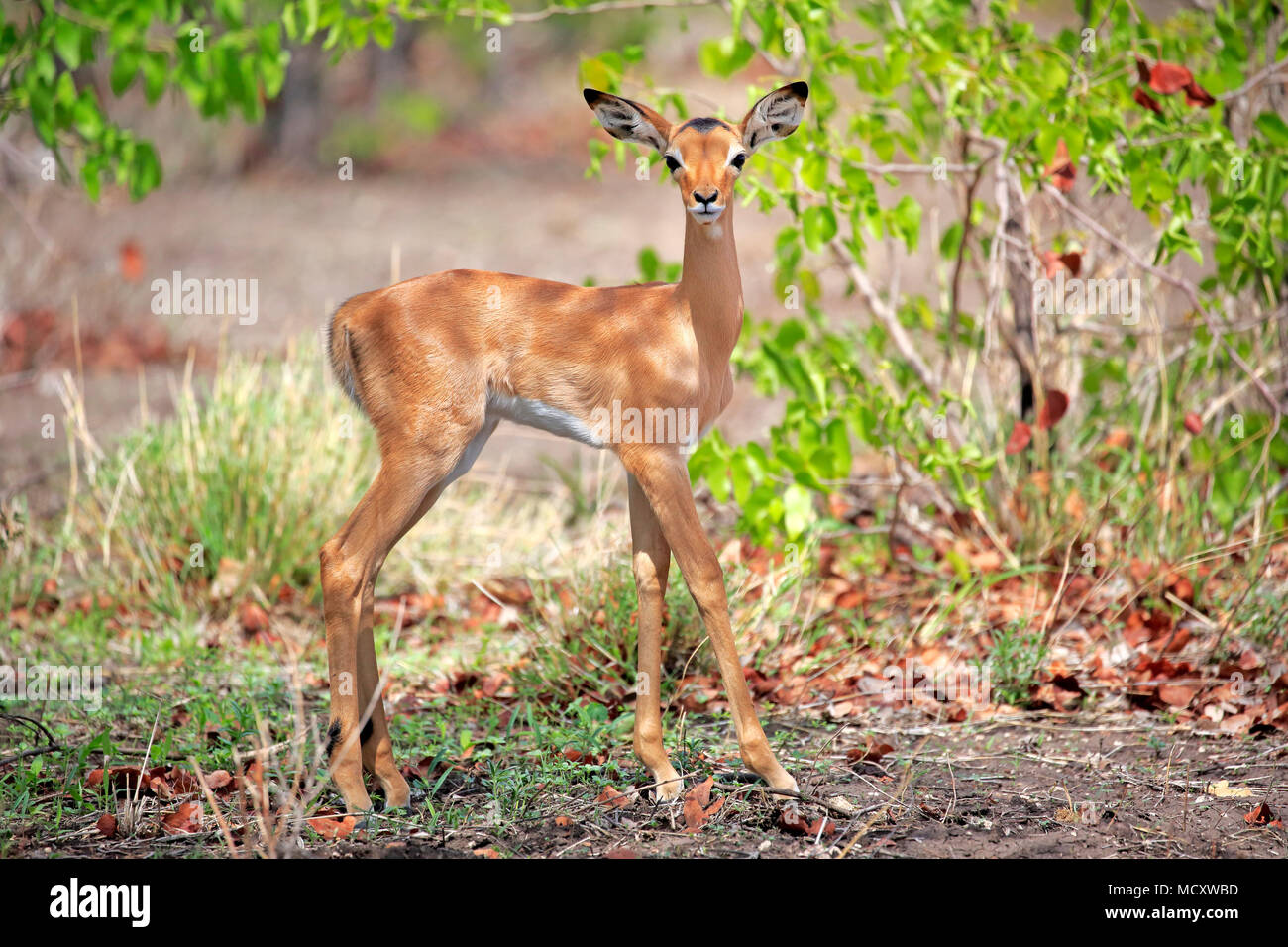 Impala (Aepyceros melampus), young animal, attentive, Sabi Sand Game Reserve, Kruger National Park, South Africa Stock Photo