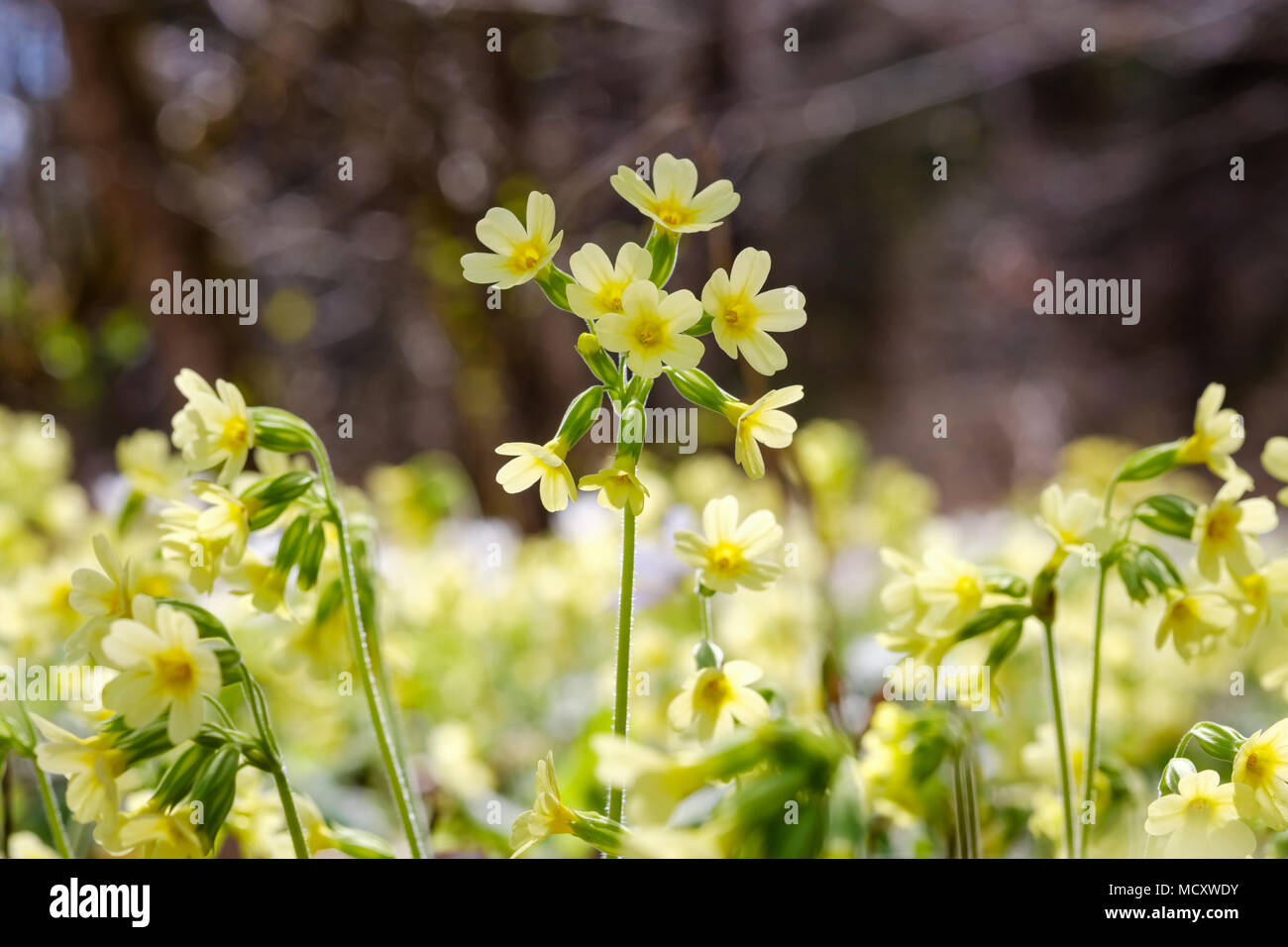 True oxlip (Primula elatior), blooming, Upper Bavaria, Bavaria, Germany Stock Photo