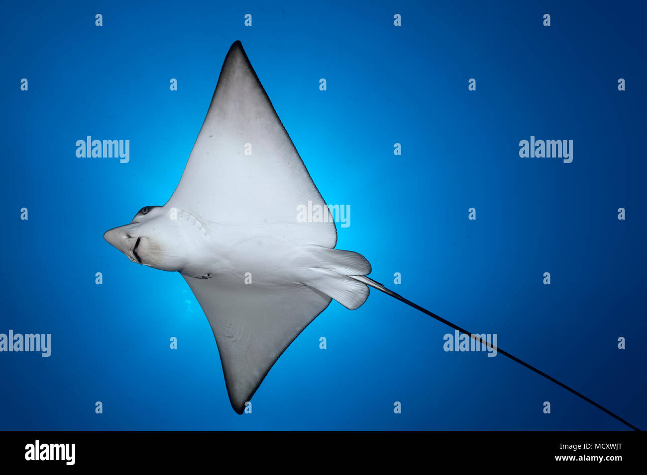 Spotted eagle ray (Aetobatus narinari), Indian Ocean, Maldives Stock Photo