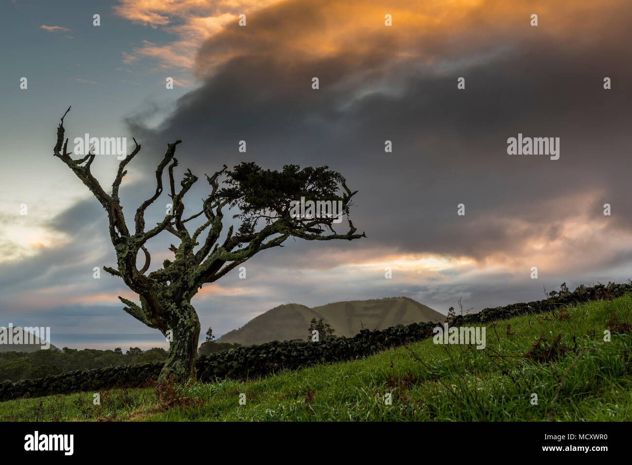 Old tree with thundercloud, Island of Pico, Azores, Portugal Stock