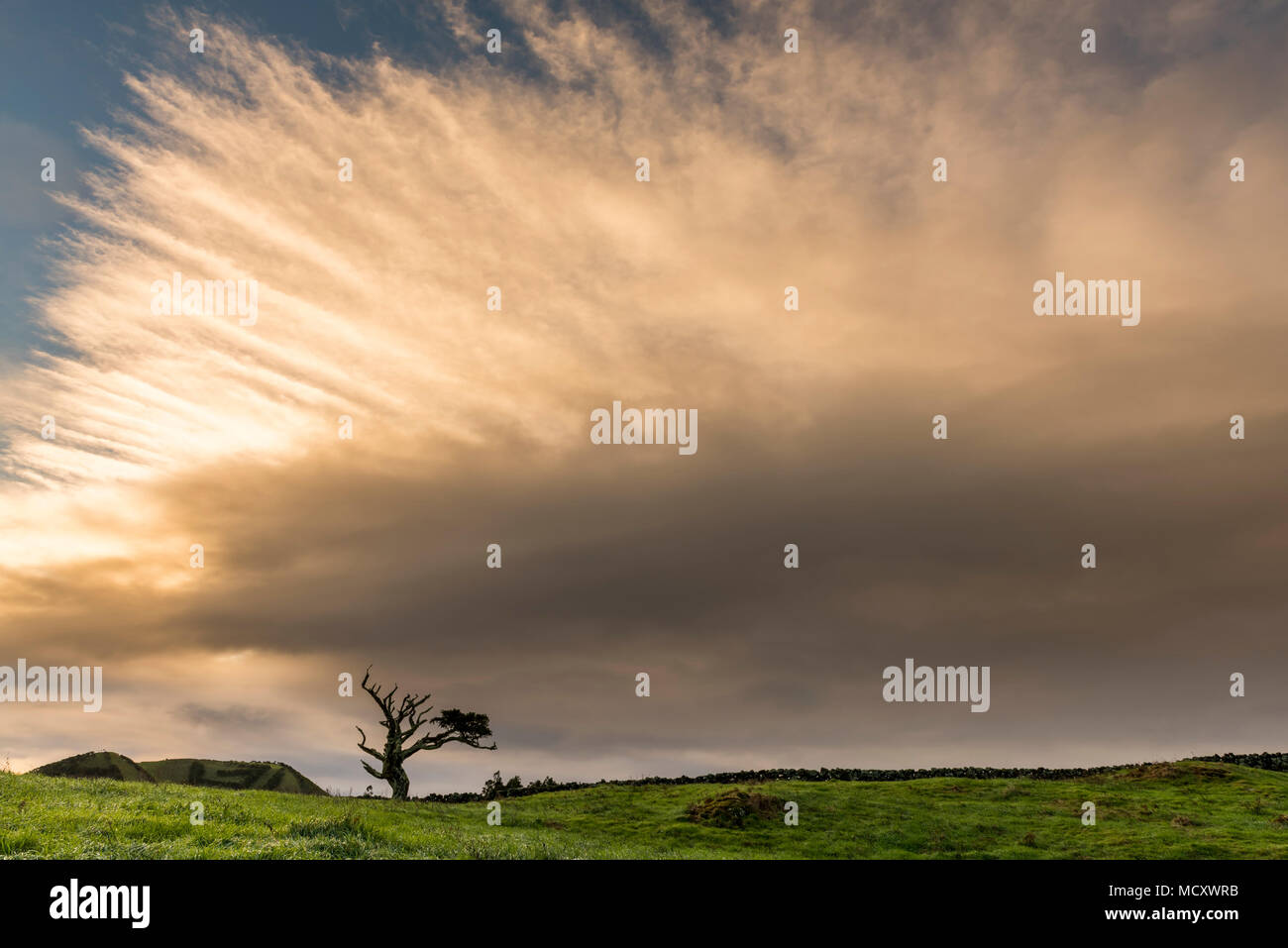 Old tree with dramatic thundercloud, Island of Pico, Azores, Portugal