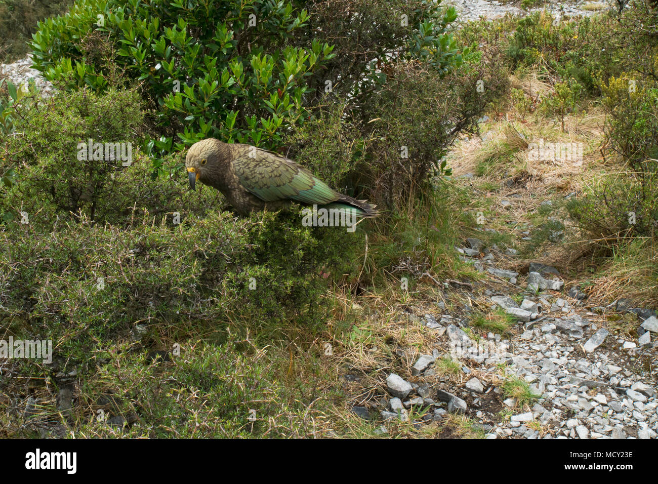 Kea bird on mountain slope in the South Island of New Zealand Stock Photo