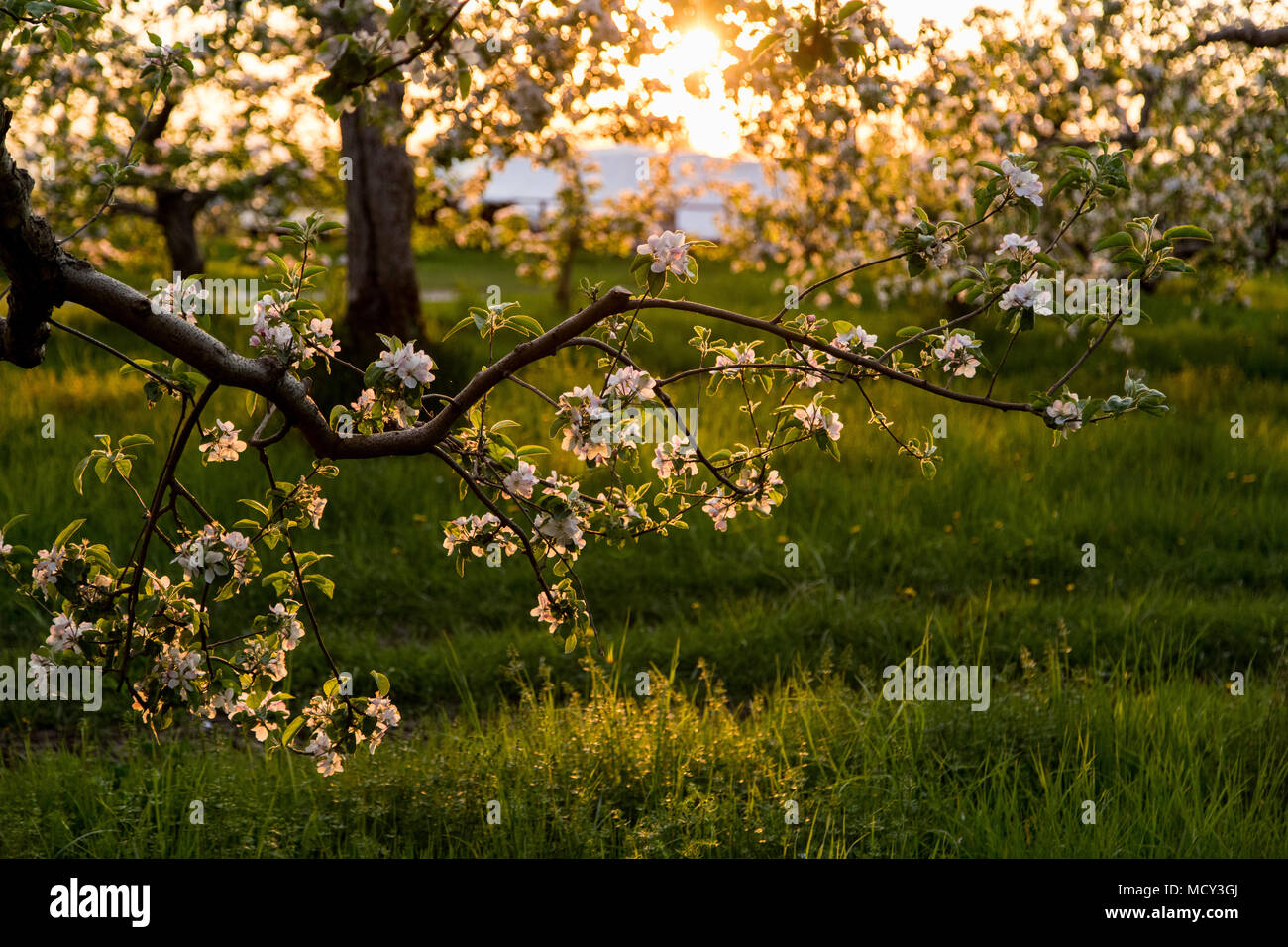 Spring orchard hi-res stock photography and images - Alamy