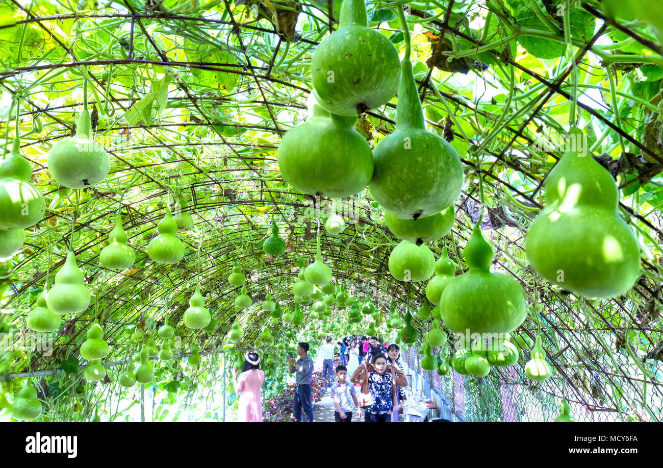 Tourists visit Ornamental Gourd garden with hundreds gourds hanging on