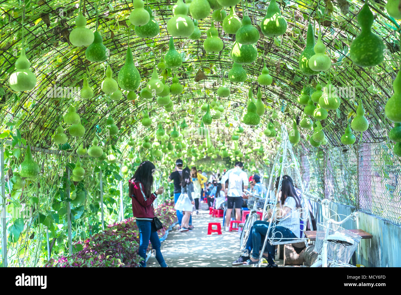 Tourists visit Ornamental Gourd garden with hundreds gourds hanging on