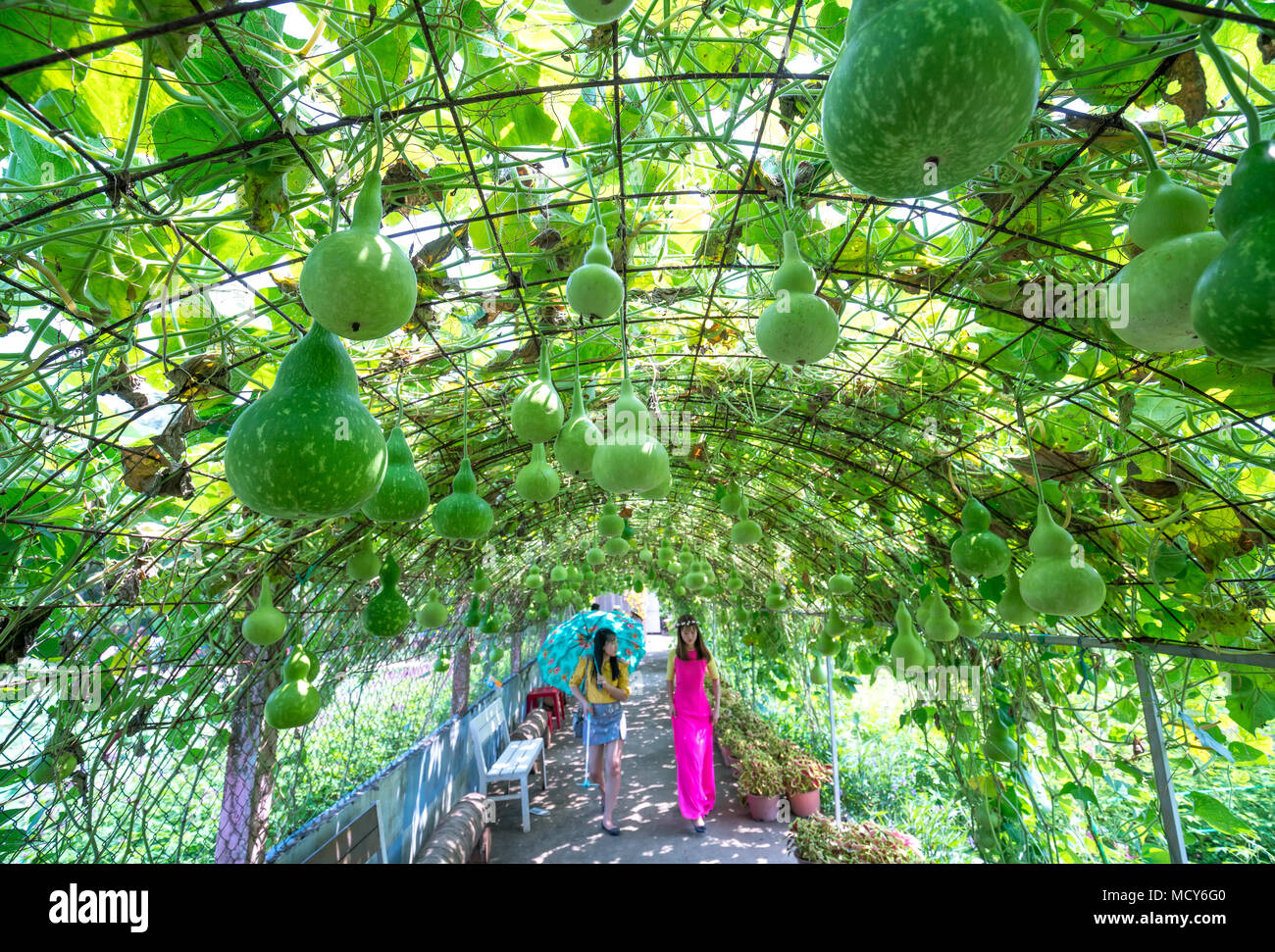 Tourists visit Ornamental Gourd garden with hundreds gourds hanging on