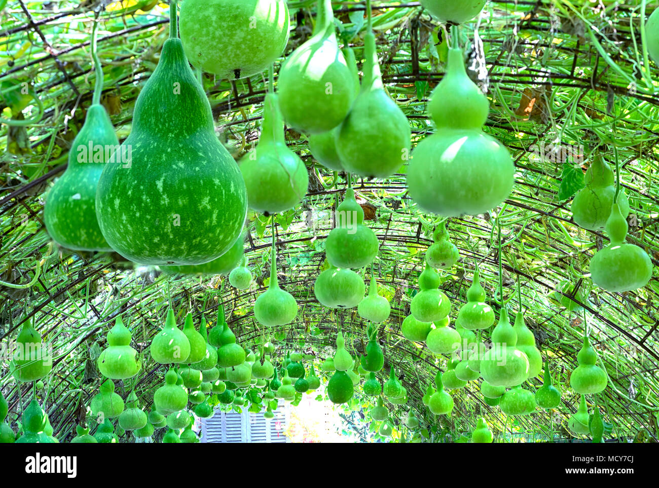 Hanging Gourds High Resolution Stock Photography and Images Alamy