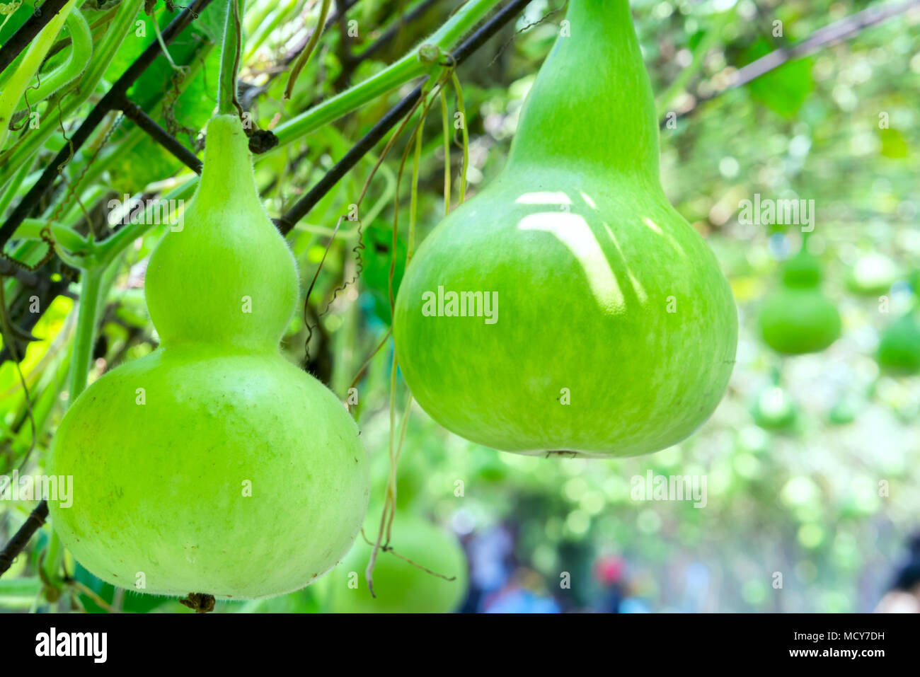 Ornamental Gourd Farm in the harvest season with the gourds hanging on