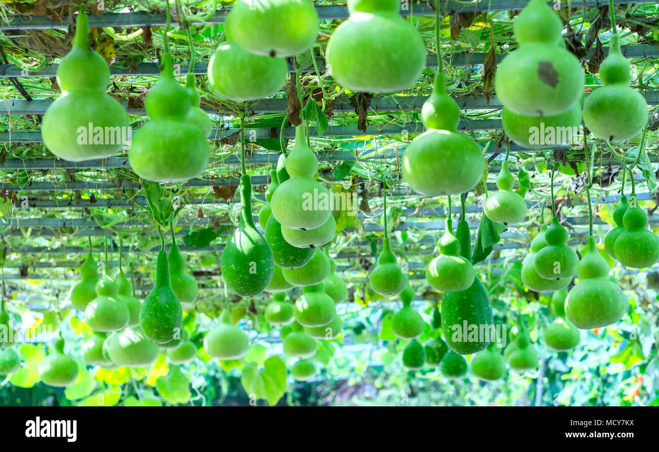 Ornamental Gourd Farm In The Harvest Season With The Gourds Hanging On