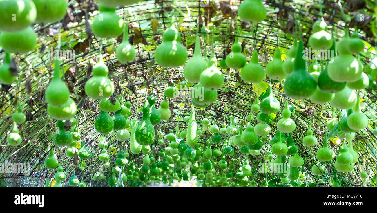 Ornamental Gourd Farm in the harvest season with the gourds hanging on