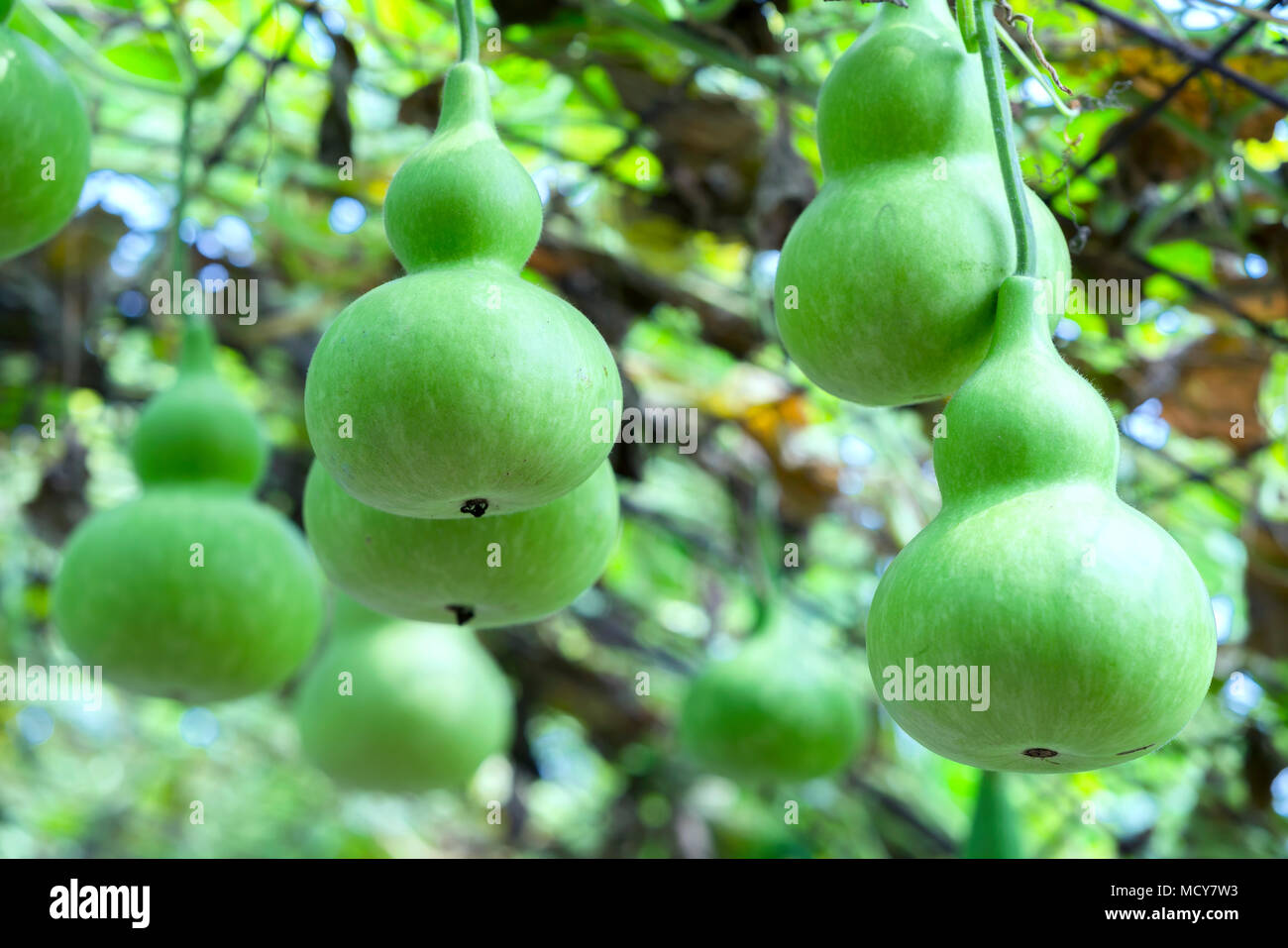 Ornamental Gourd Farm in the harvest season with the gourds hanging on