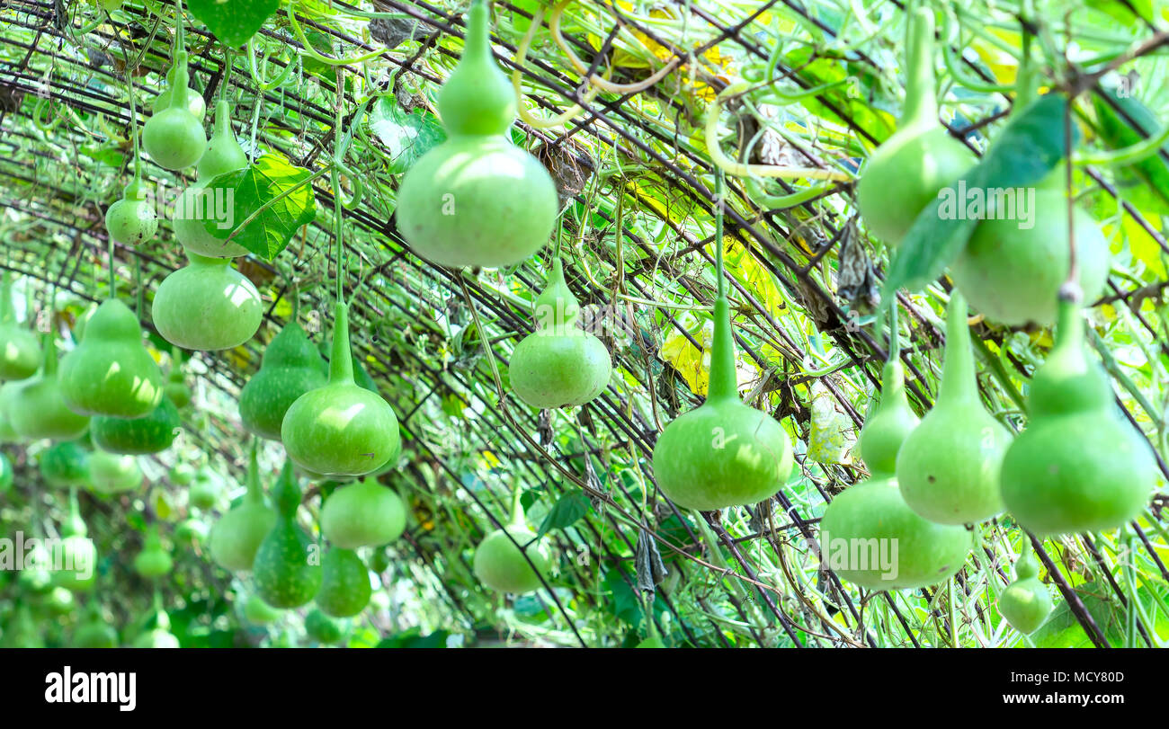 Ornamental Gourd Farm in the harvest season with the gourds hanging on