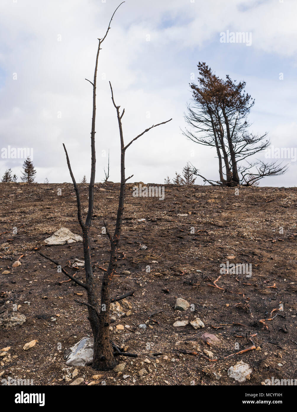 Burned deciduos tree hires stock photography and images Alamy