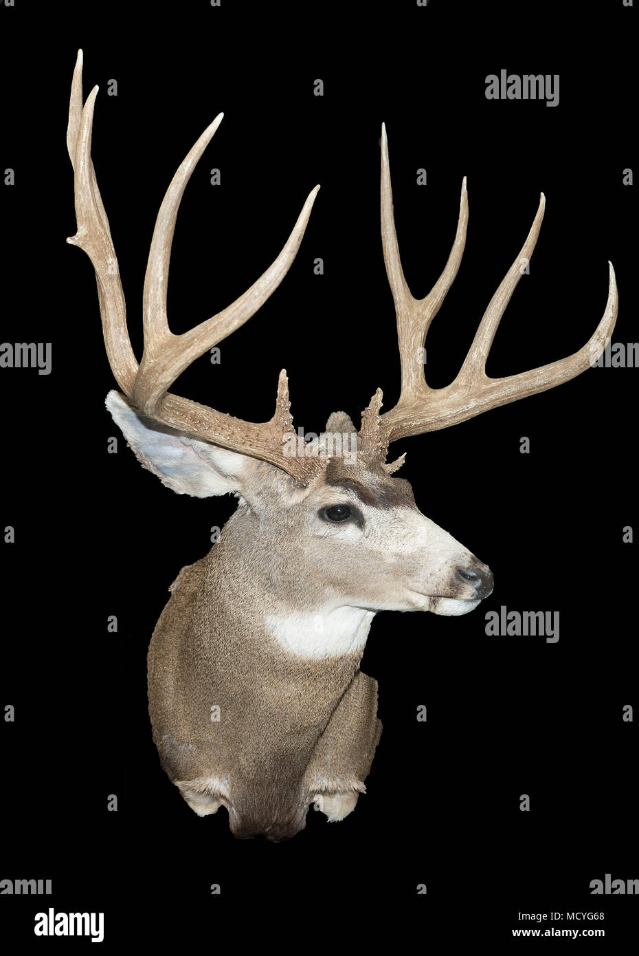 Trophy Whitetail Deer mount on a blackground Stock Photo Alamy