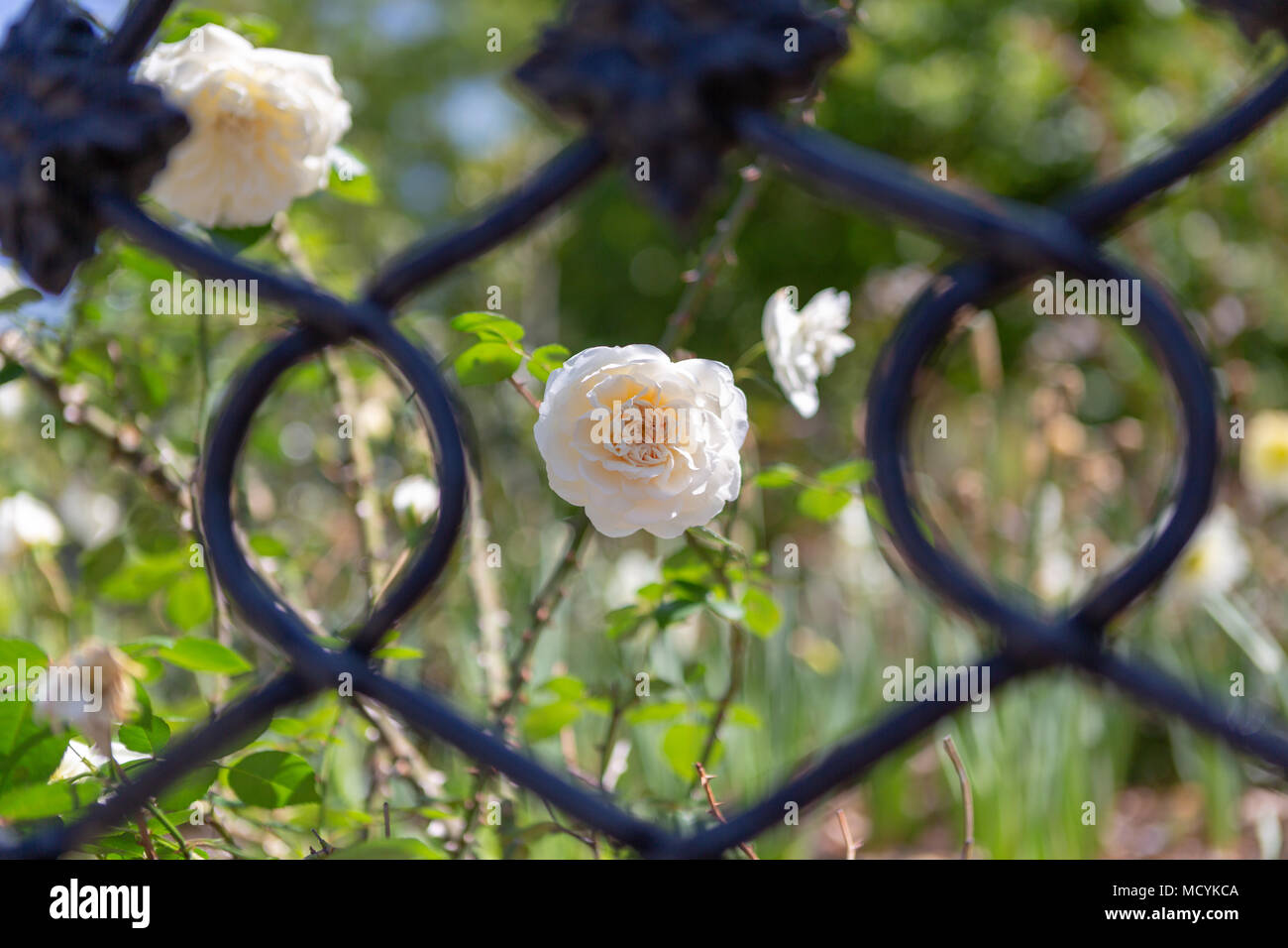 white roses in Wragg Square, Charleston, South Carolina Stock Photo Alamy