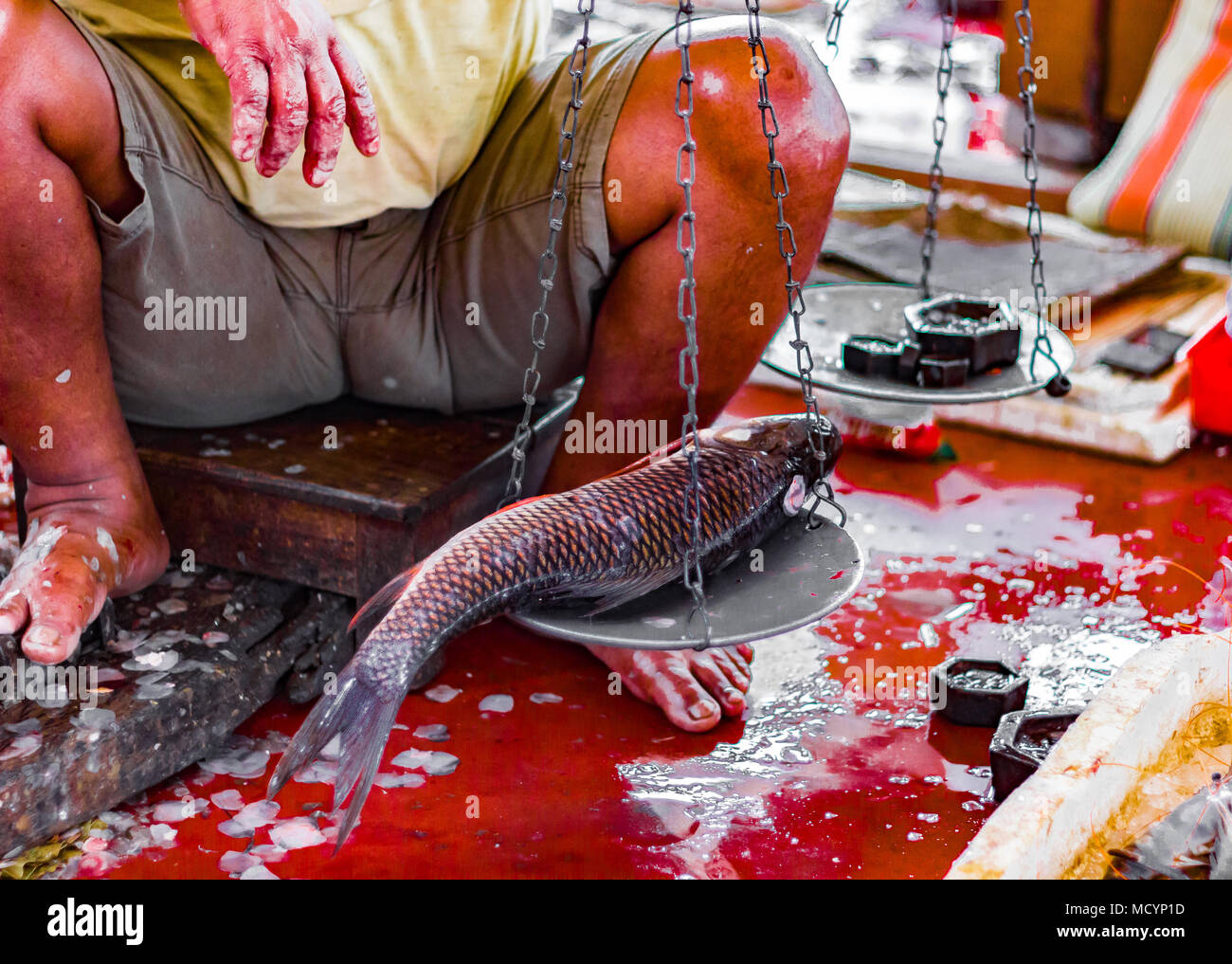 fisherman hawker weighing whole katla rohu fish in common balance with counter weights for sle in indian fish market at kolkata Stock Photo