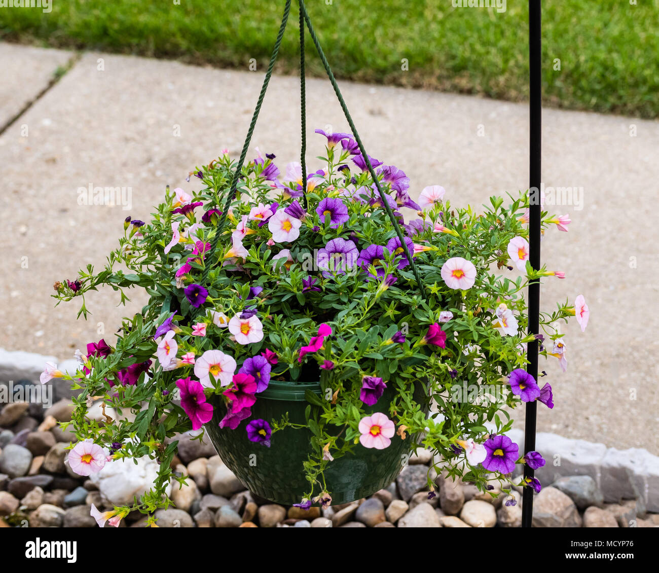 a hanging basket of multi colored Calibrachoa Stock Photo - Alamy