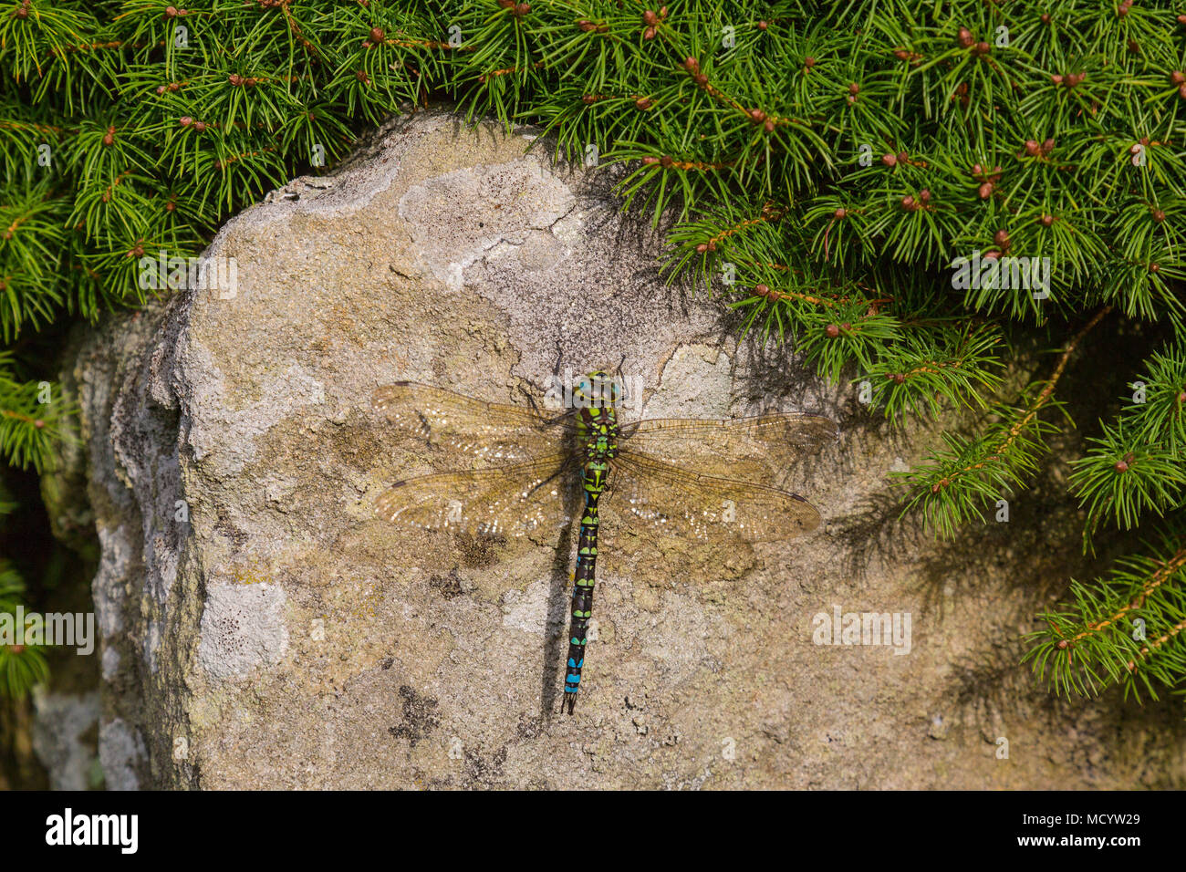 A male Southern Hawker (Aeshna cyanea) dragonfly one of the largest species in the UK, basking on a block of limestone in Britain, England, UK Stock Photo