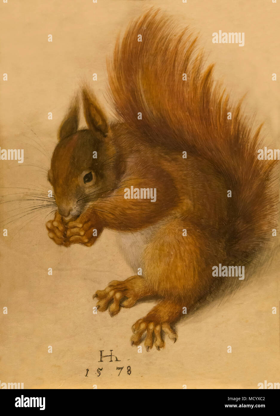 Red Squirrel, Hans Hoffmann, 1578, National Gallery of Art, Washington DC, USA, North America Stock Photo