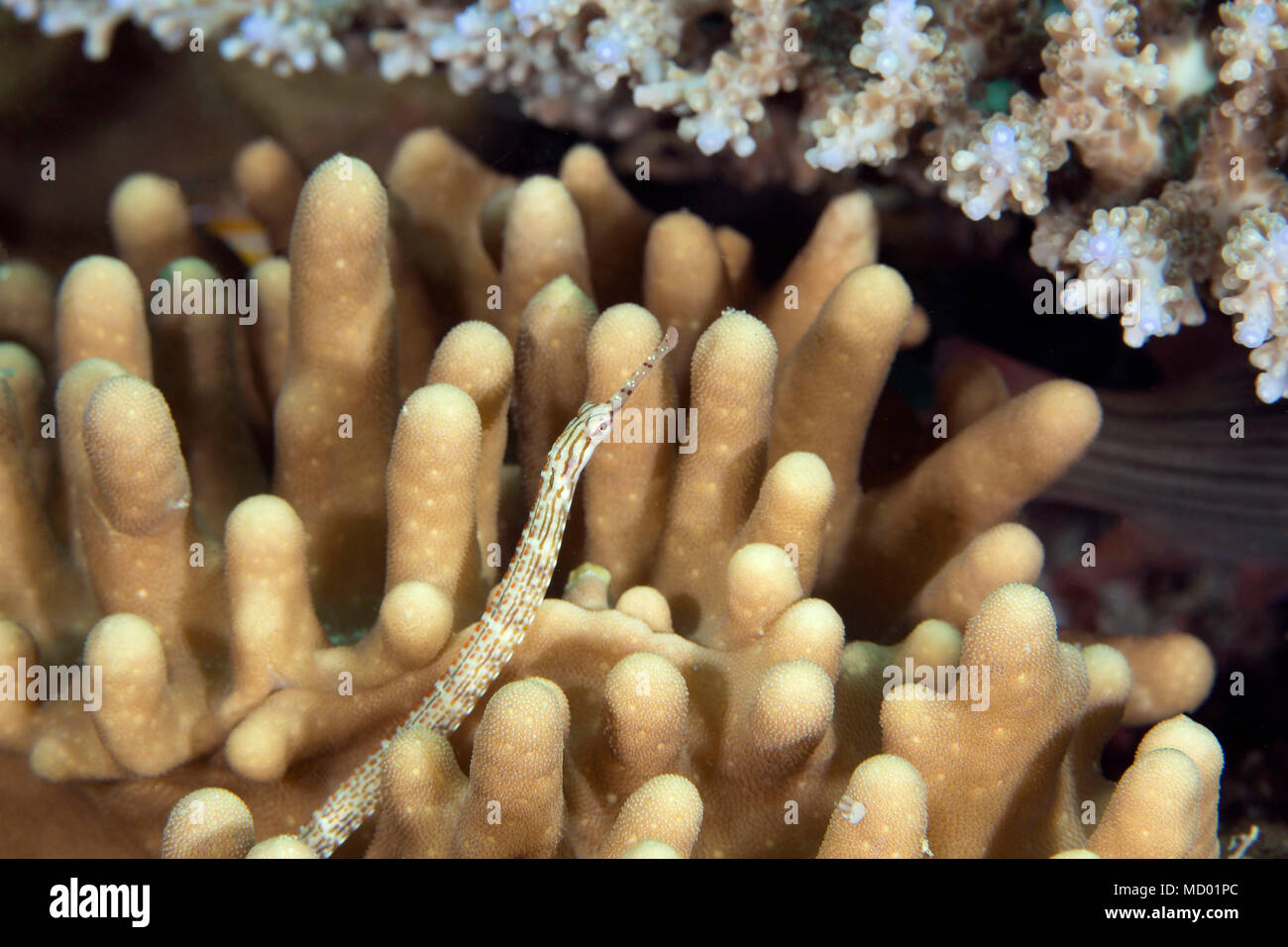 Pipefish (Syngnathinae) in coral. Picture was taken in the Banda sea ...
