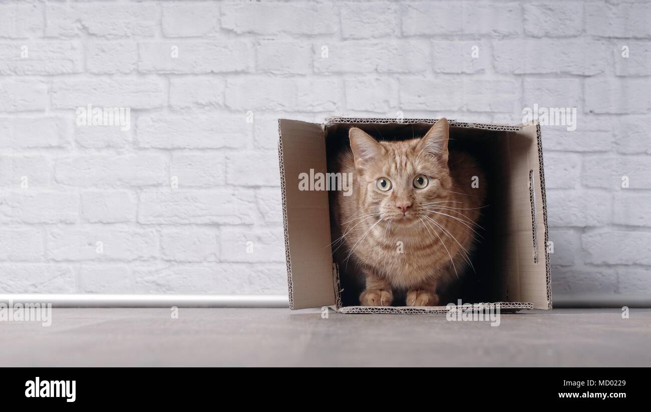 Cute ginger cat sit in a cardboard box and look curious to the camera. Stock Photo