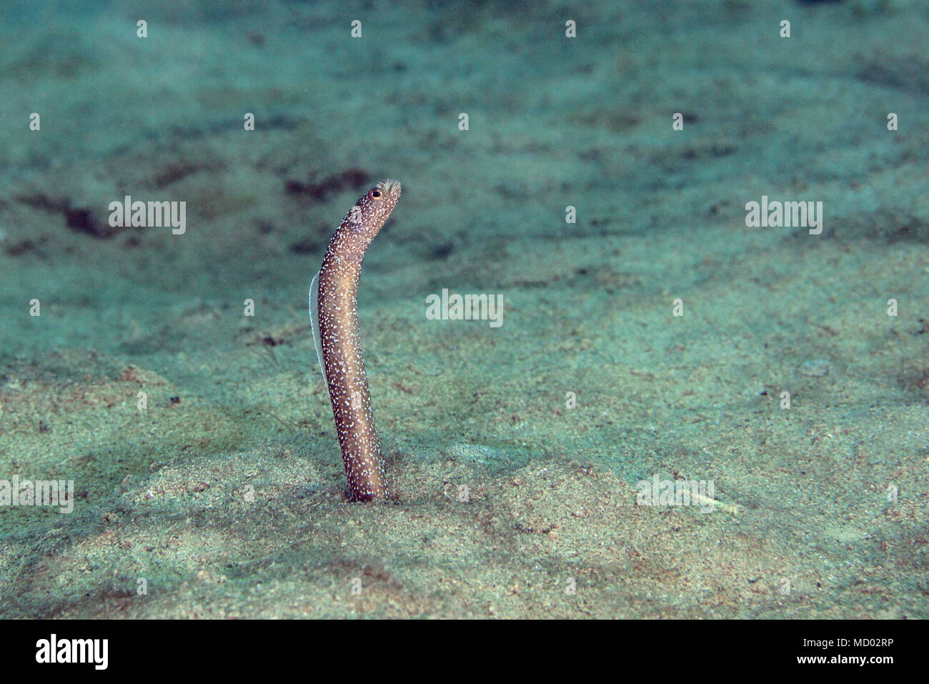 Small sand eel hires stock photography and images Alamy