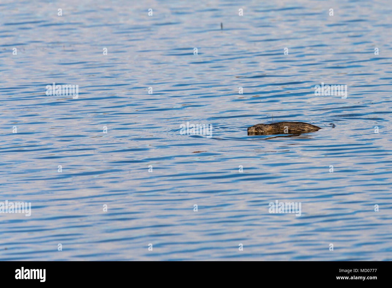 Muskrat near shore nibbling and swimming at Police Outpost Lake Provincial Park Alberta Canada Stock Photo
