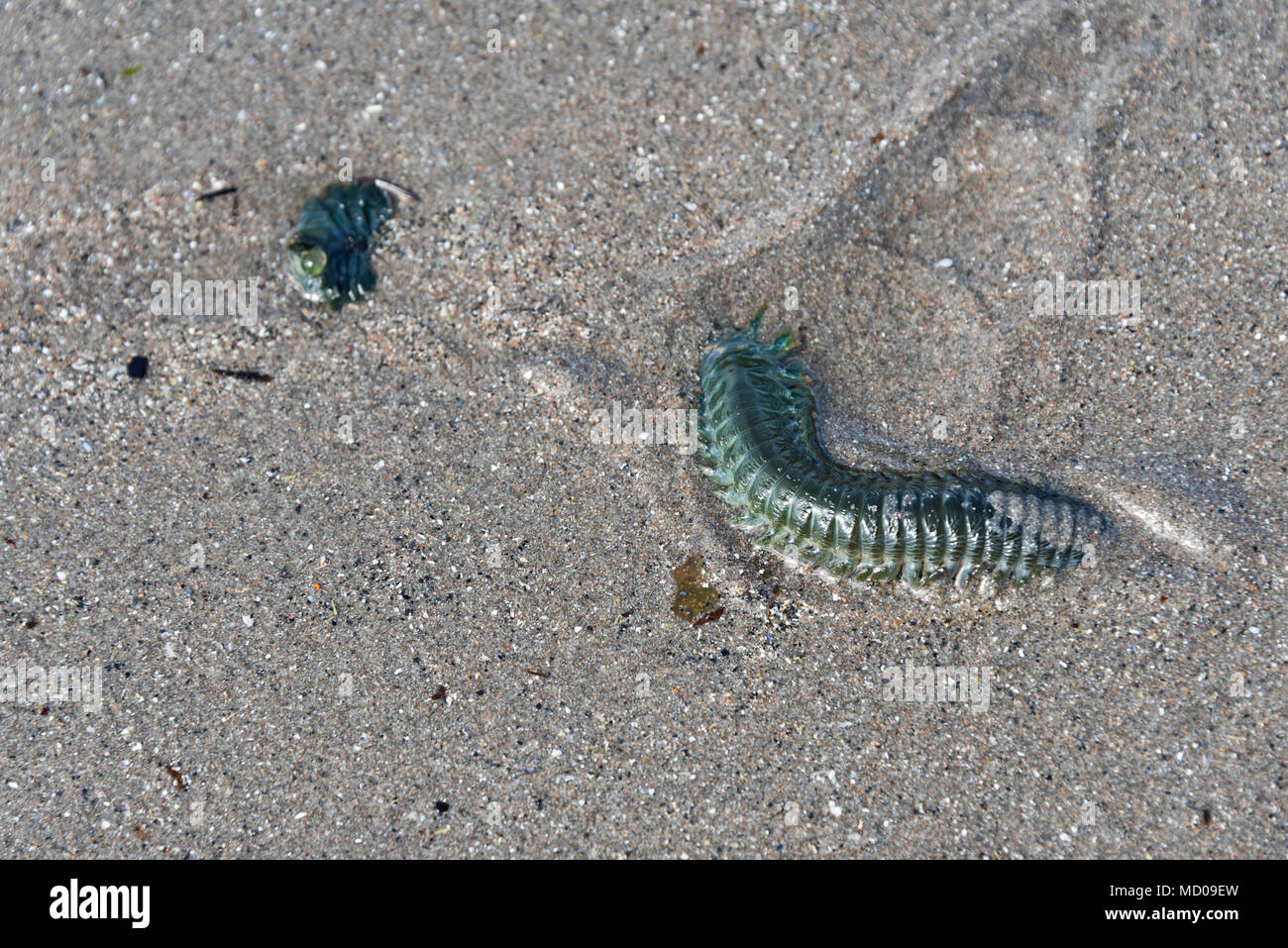 Clamworm (Nereis virens), burrowing into sand at low tide, Bracy Cove, Seal Harbor, Maine, USA Stock Photo