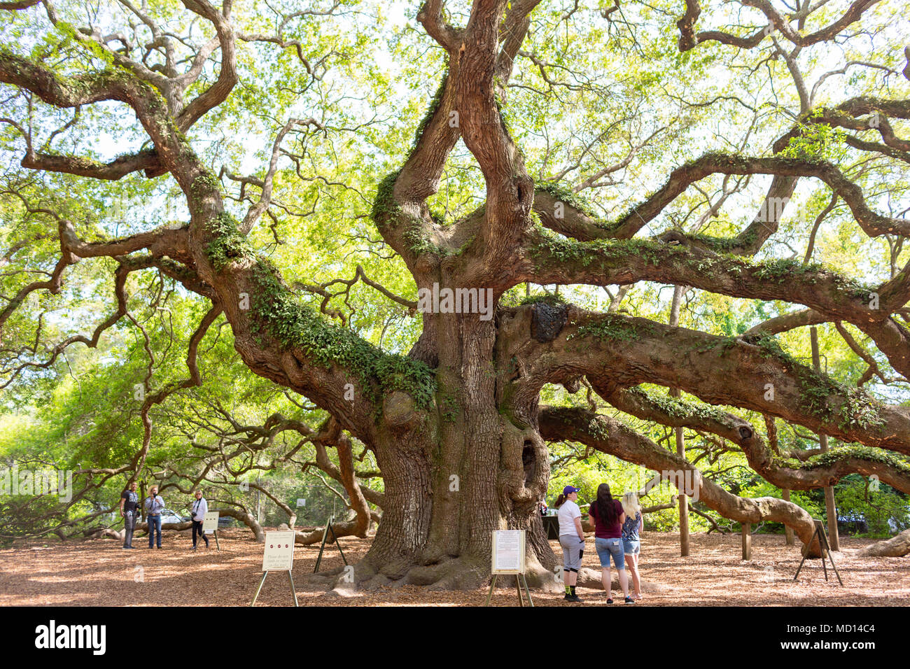 Angel oak charleston hi-res stock photography and images - Alamy