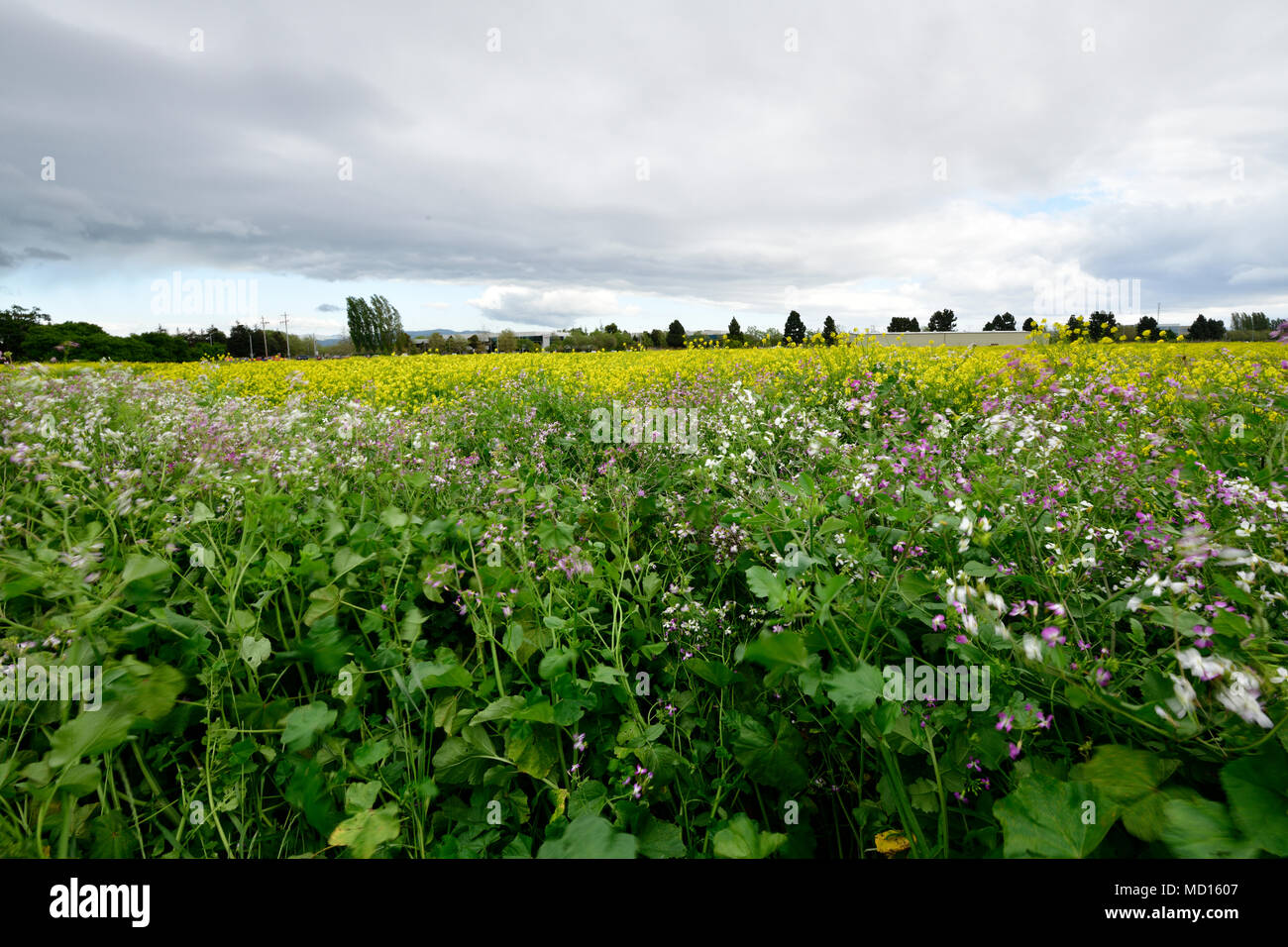 Landscape view of Coyote Hill Regional Park, Fremont Stock Photo