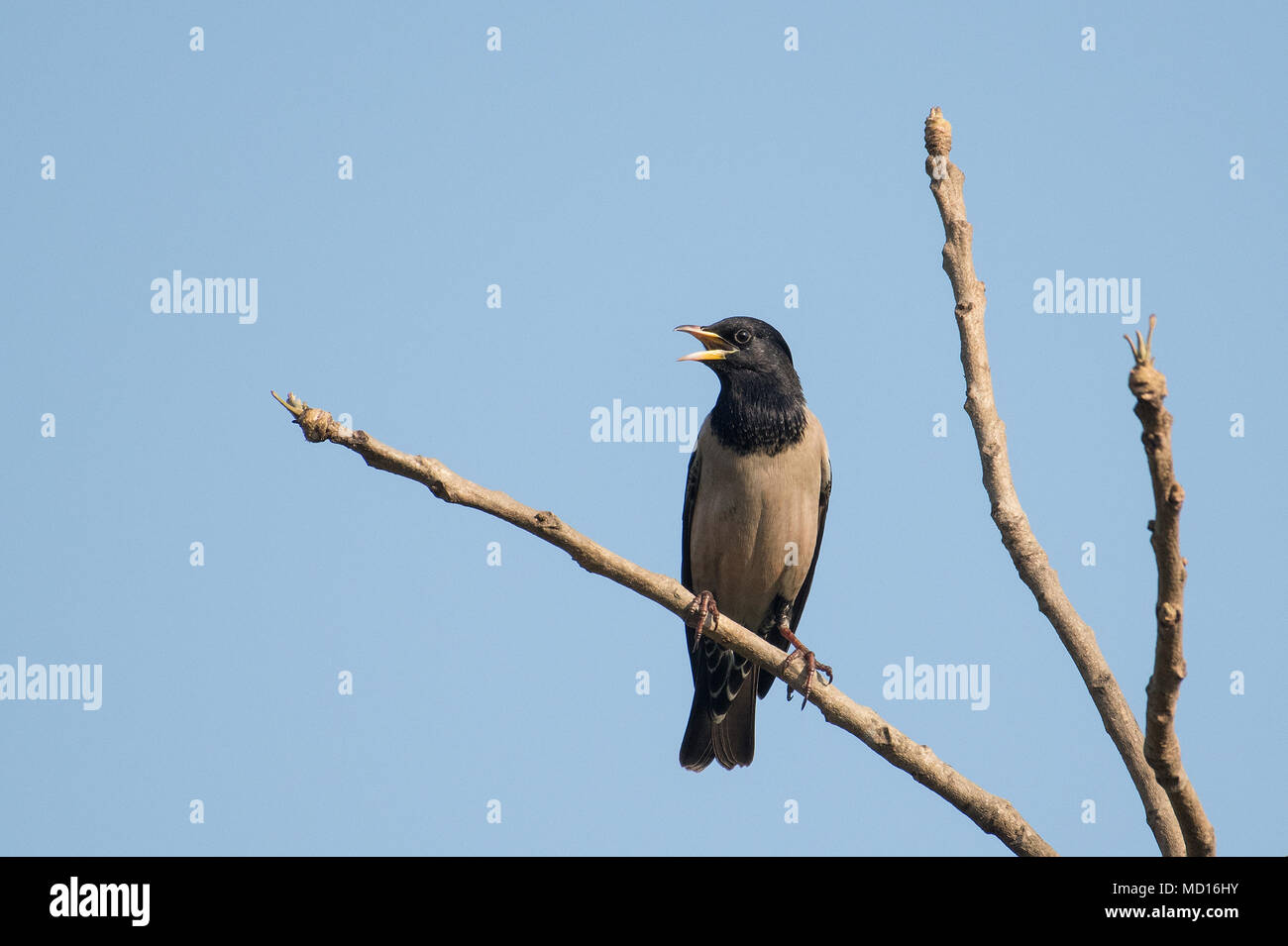 Bird: Portrait of a Singing Male Rosy Starling Perched on a Tree Branch Stock Photo