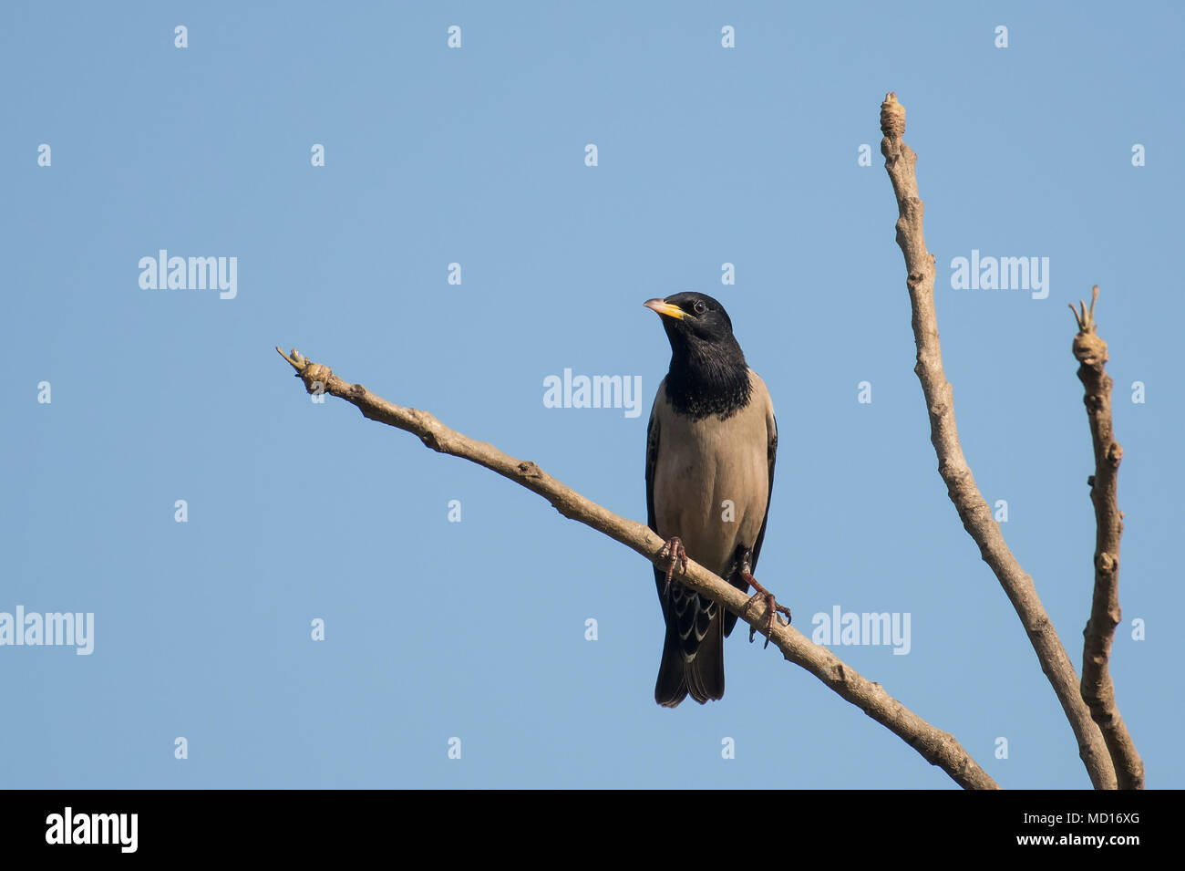 Bird: Portrait of a Male Rosy Starling Perched on a Tree Branch Stock Photo