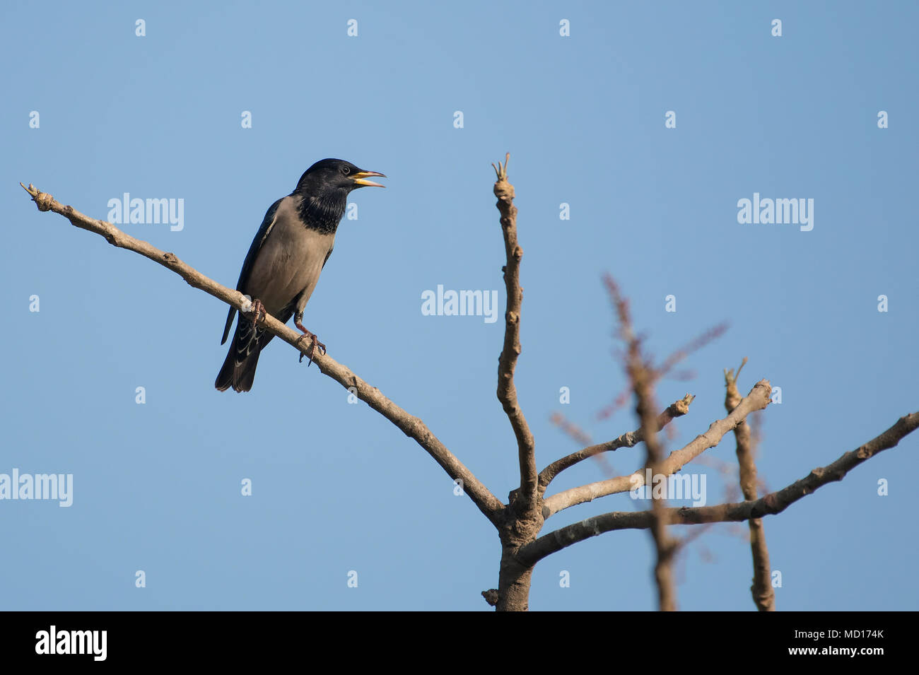 Bird: Portrait of a Singing Male Rosy Starling Perched on a Tree Branch Stock Photo