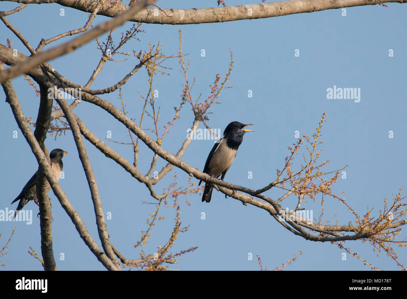 Bird: Pair of  Rosy Starling Perched on a Tree Branch Stock Photo