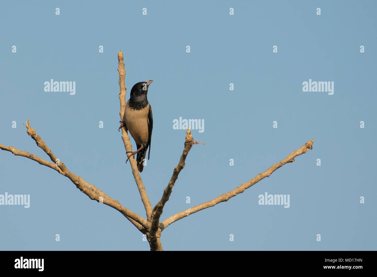 Bird: Portrait of a Male Rosy Starling Perched on a Tree Branch Stock Photo