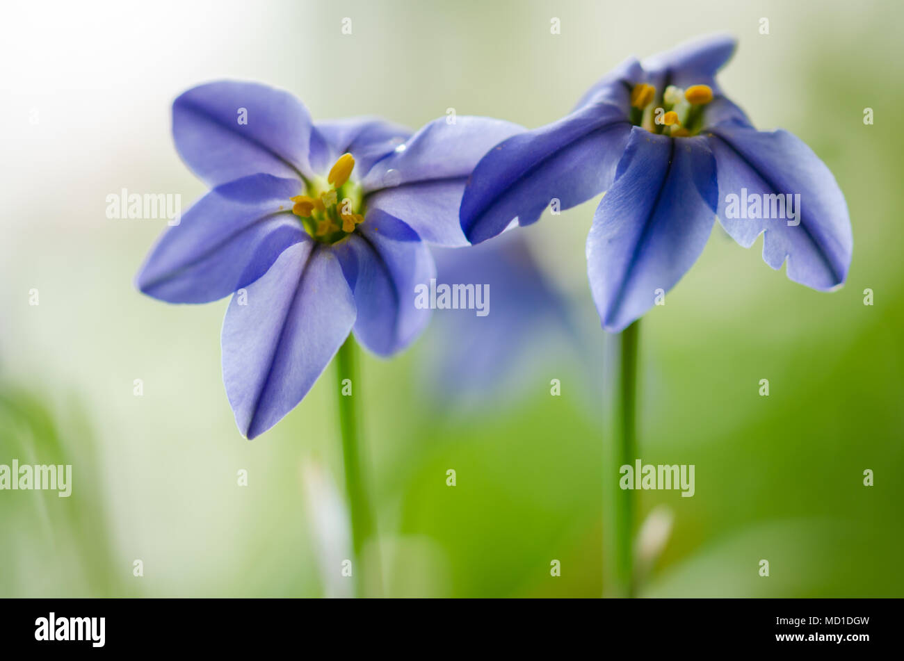 Ipheion uniflorum or flower of spring star,blue flowers,macro, Stock Photo