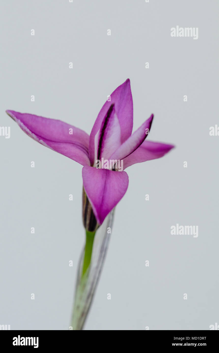 ipheion uniflorum pink flower on white background. Stock Photo