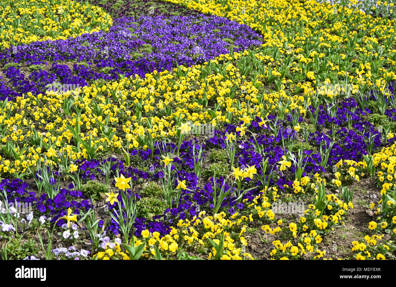 Daffodil and violet flowers in spring time Stock Photo Alamy