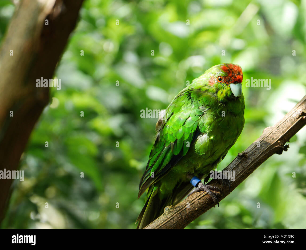 New Zealand native species closeup - Kakariki parrot Stock Photo - Alamy