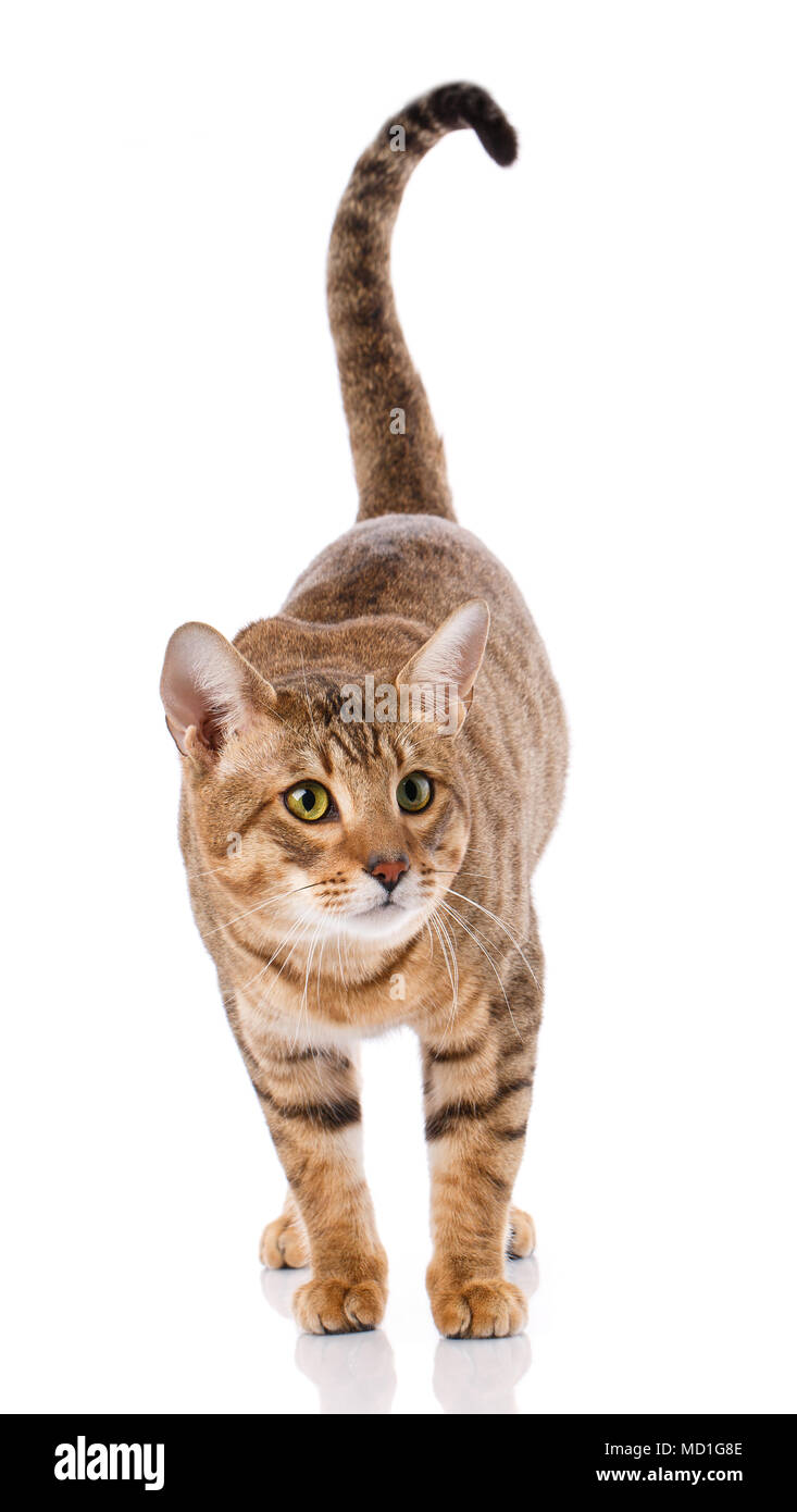 Thoroughbred striped Serengeti cat Stock Photo