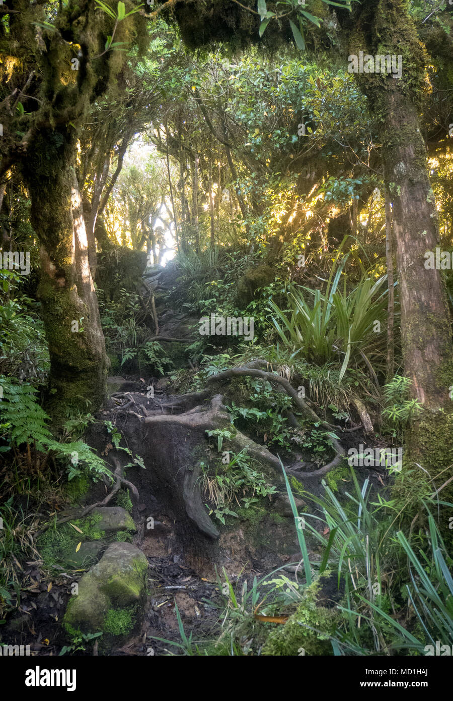 Dense jungle hi-res stock photography and images - Alamy