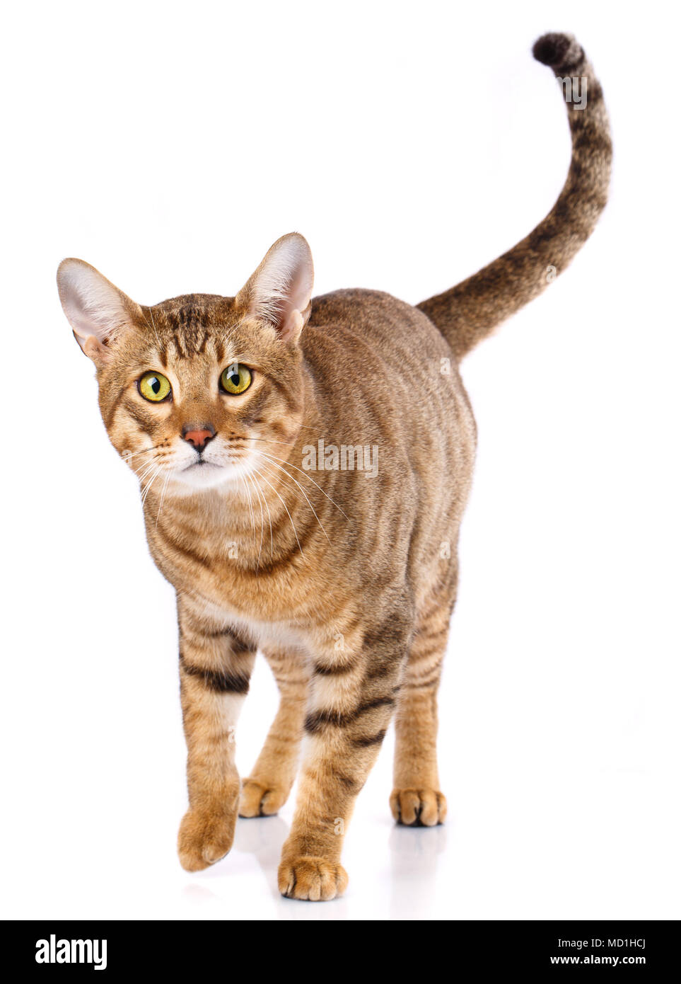 Thoroughbred striped Serengeti cat Stock Photo
