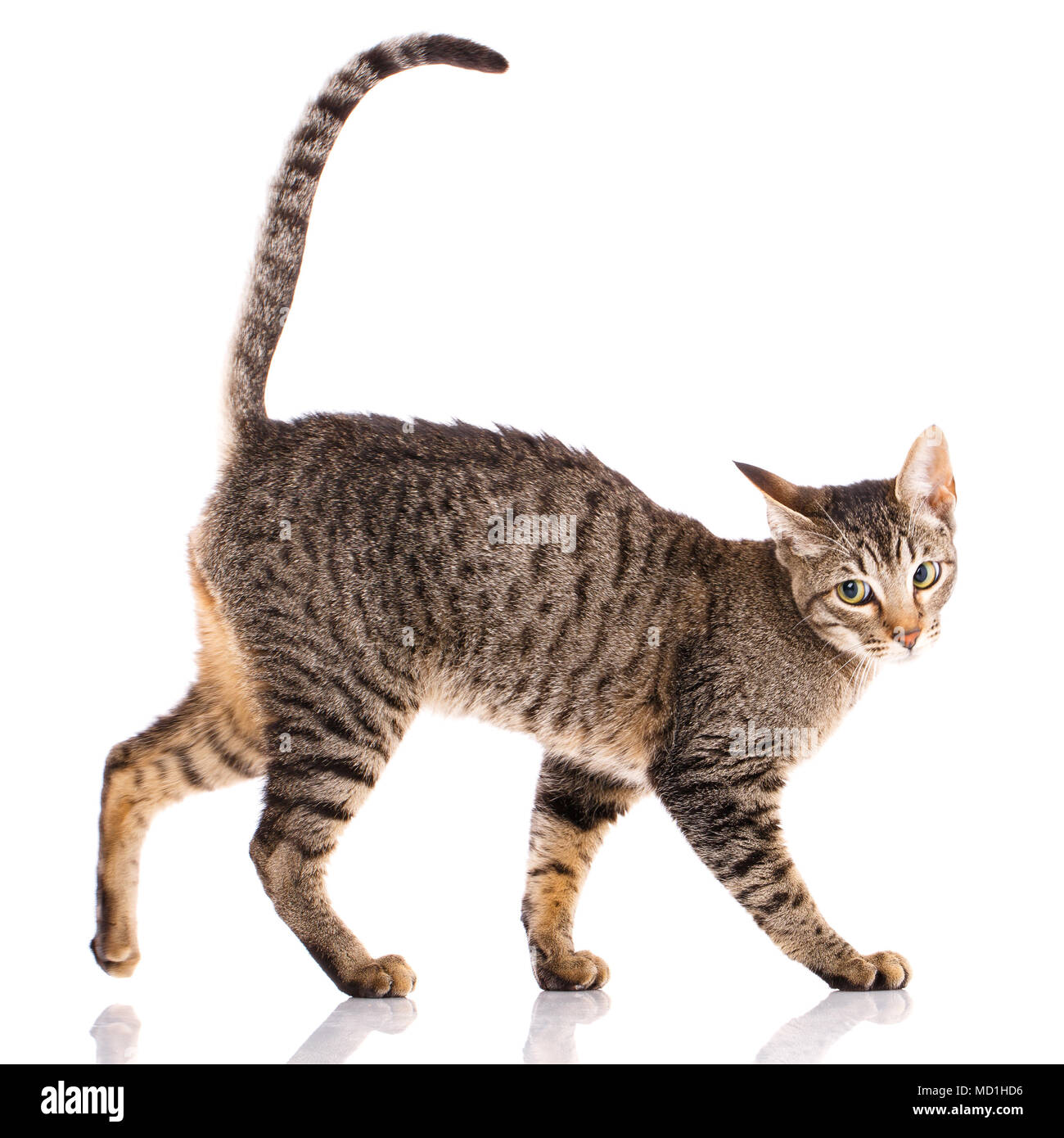 Animal Cat Pet Concept Serengeti Cat Stock Photo Alamy