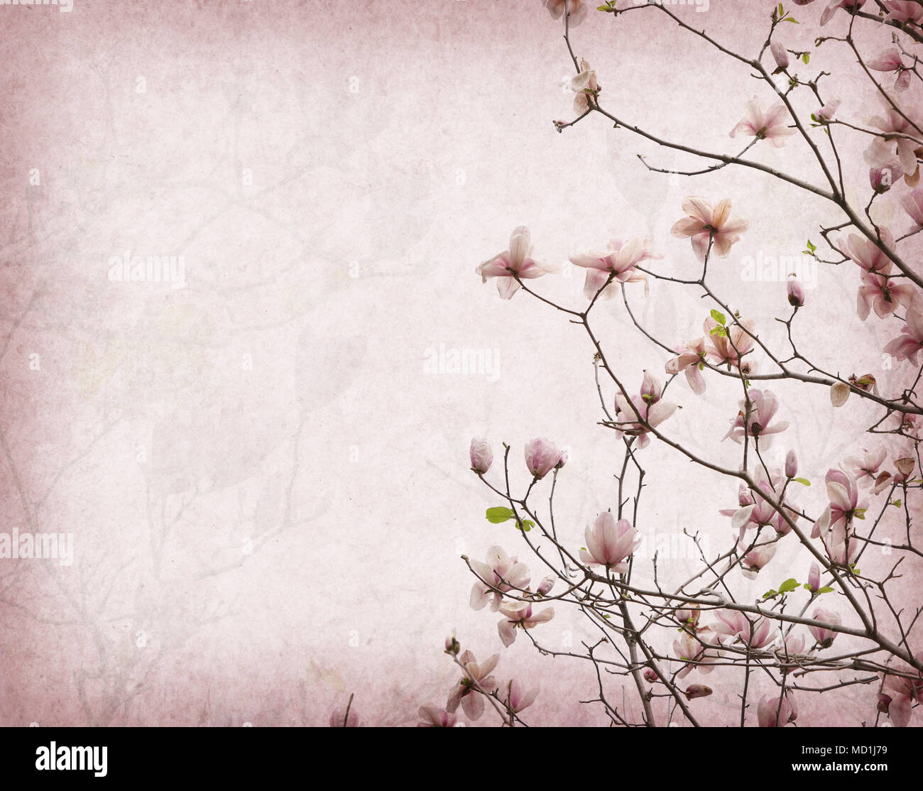 Pink magnolia flowers on old paper background Stock Photo - Alamy
