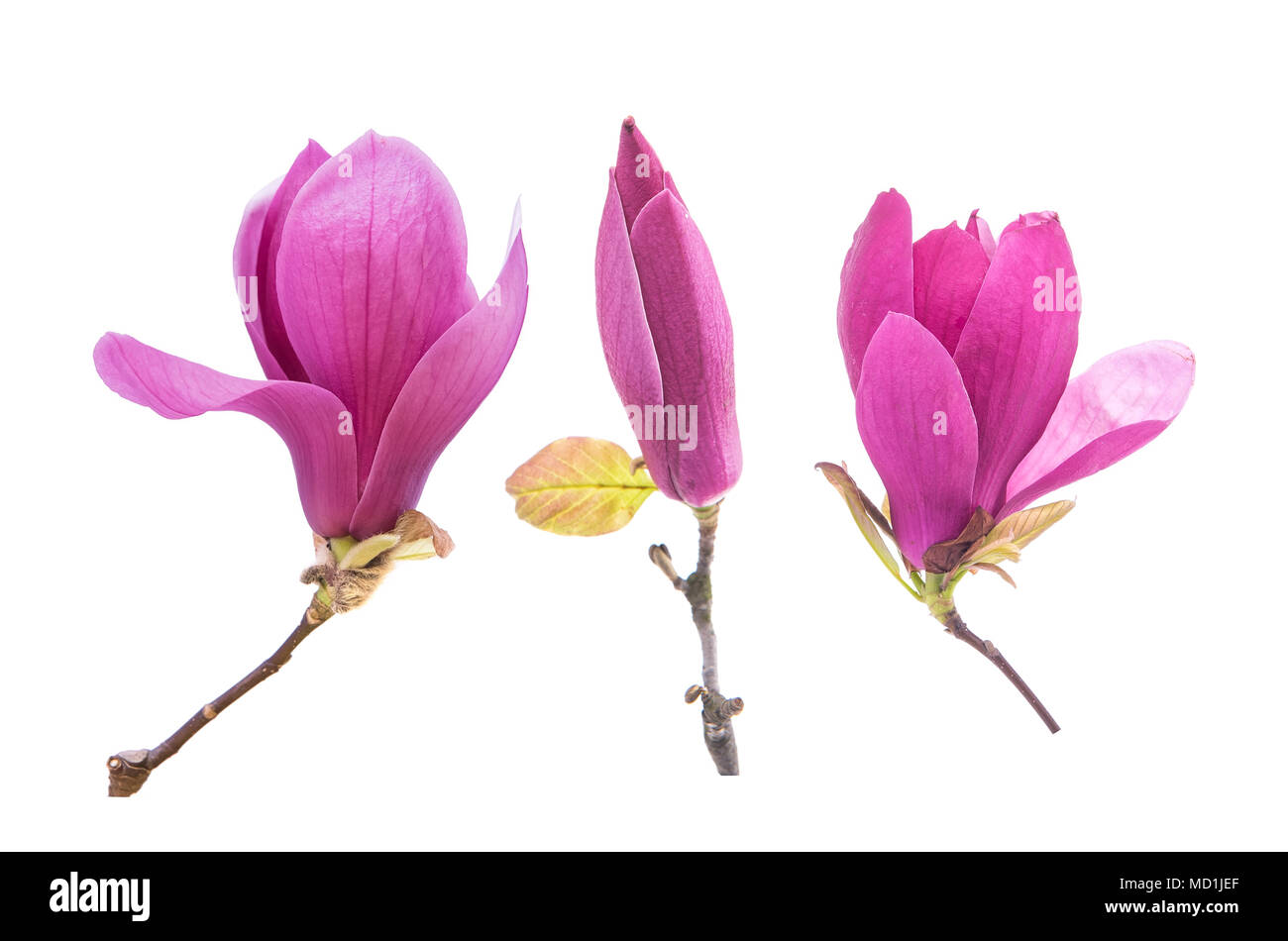 Pink magnolia flowers isolated on white background Stock Photo - Alamy