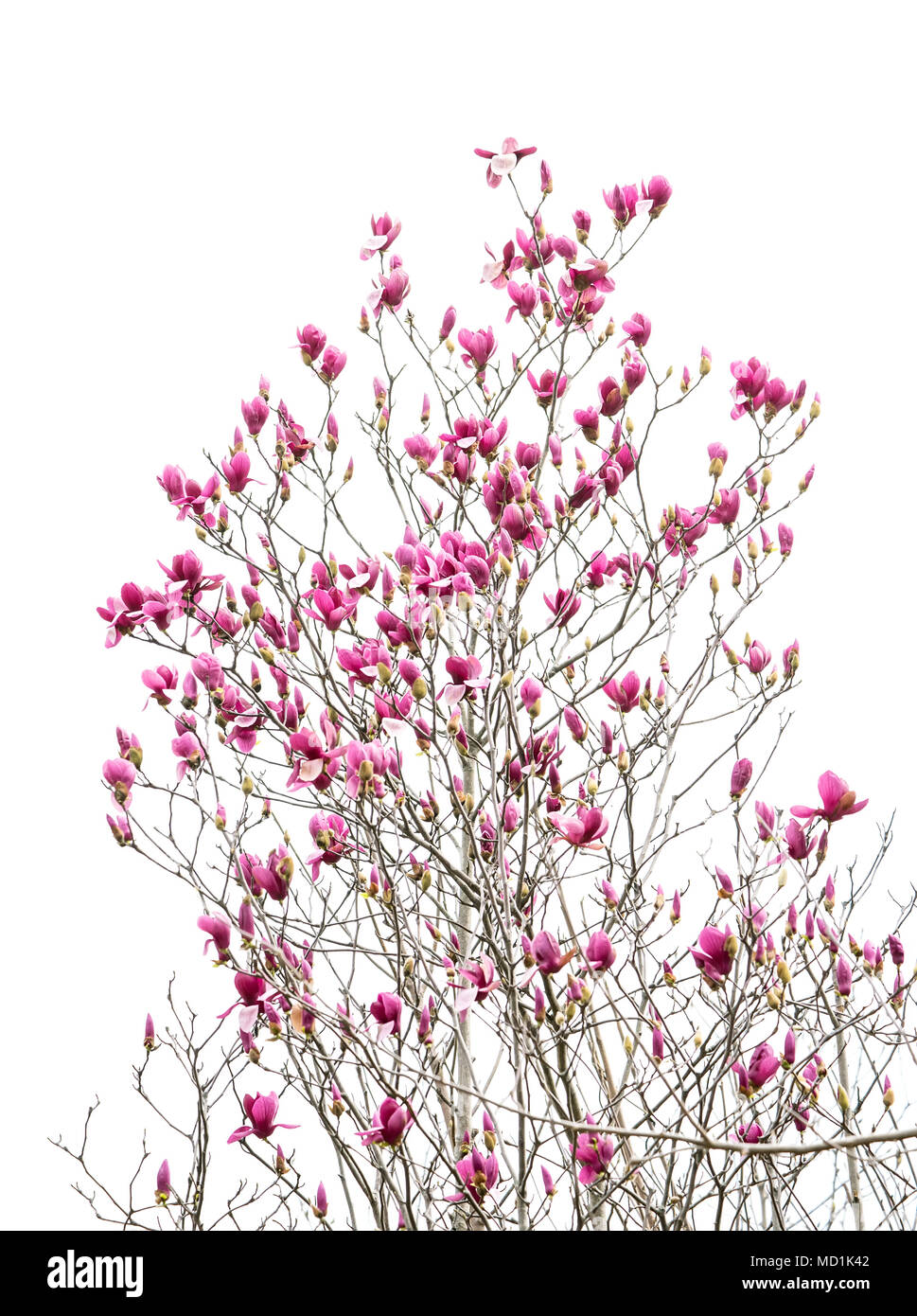 Pink magnolia flowers isolated on white background Stock Photo - Alamy