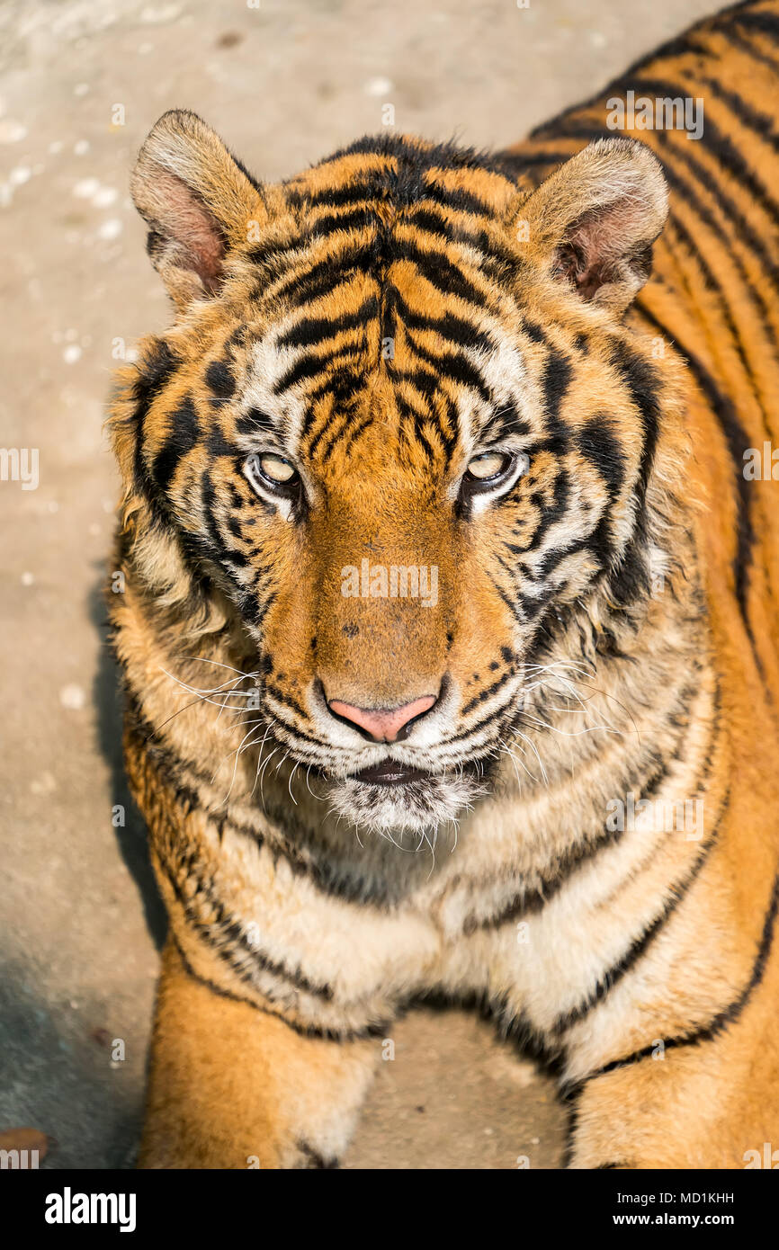 Portrait of tigers in their natural habitat Stock Photo - Alamy