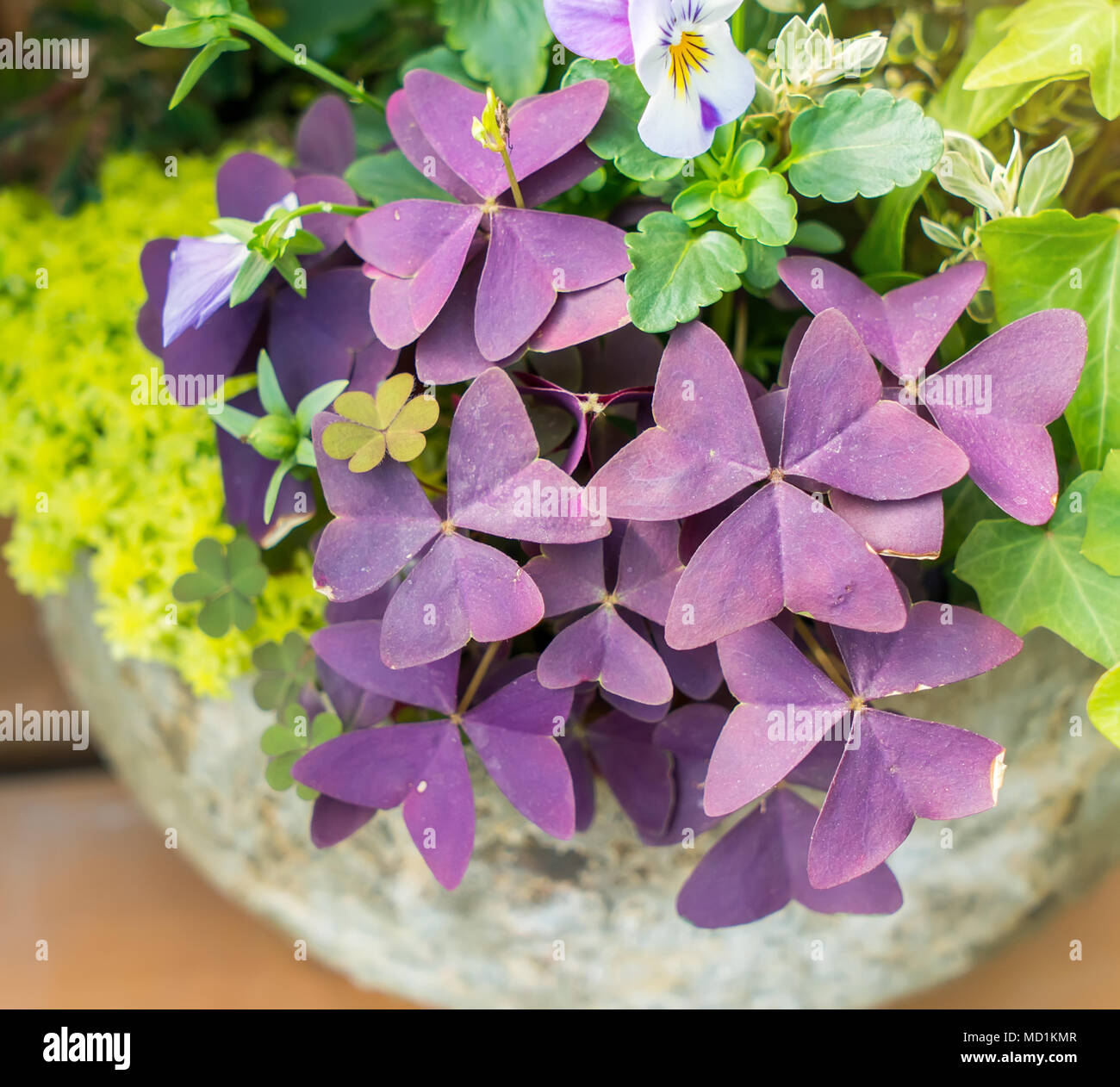 Purple Shamrock Flowers in the Garden Stock Photo